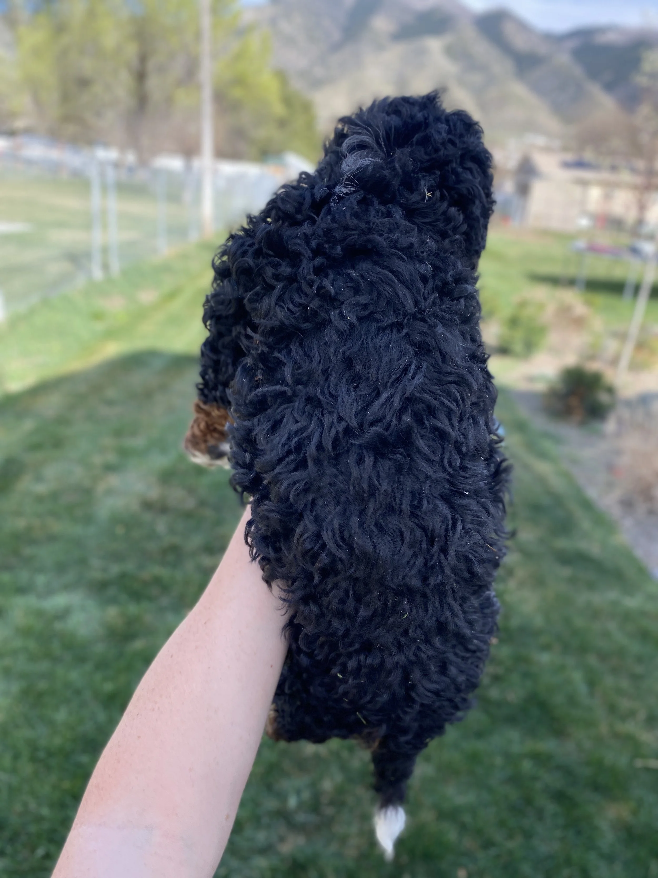 tri colored mini bernedoodle