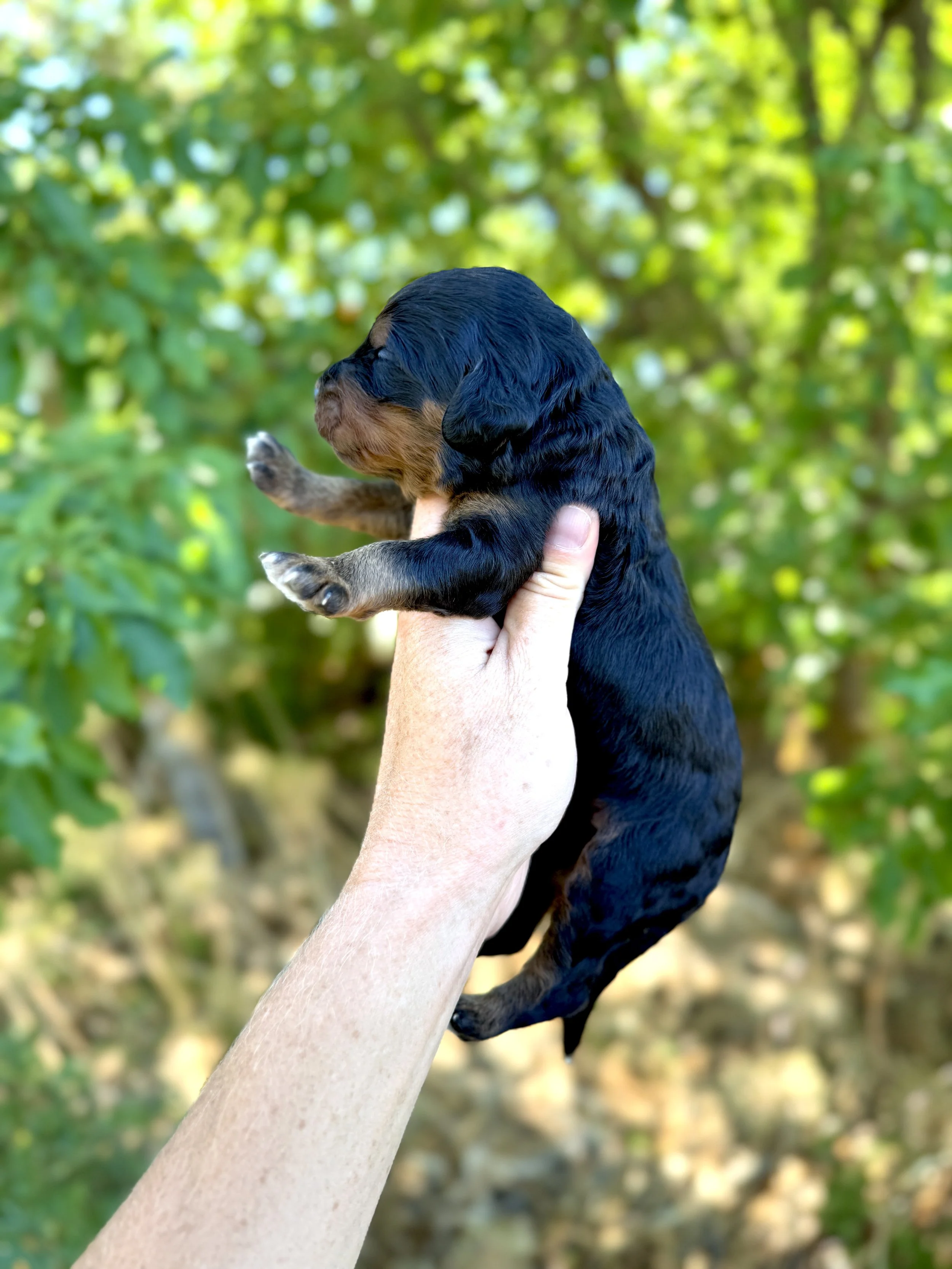 mini phantom bernedoodle