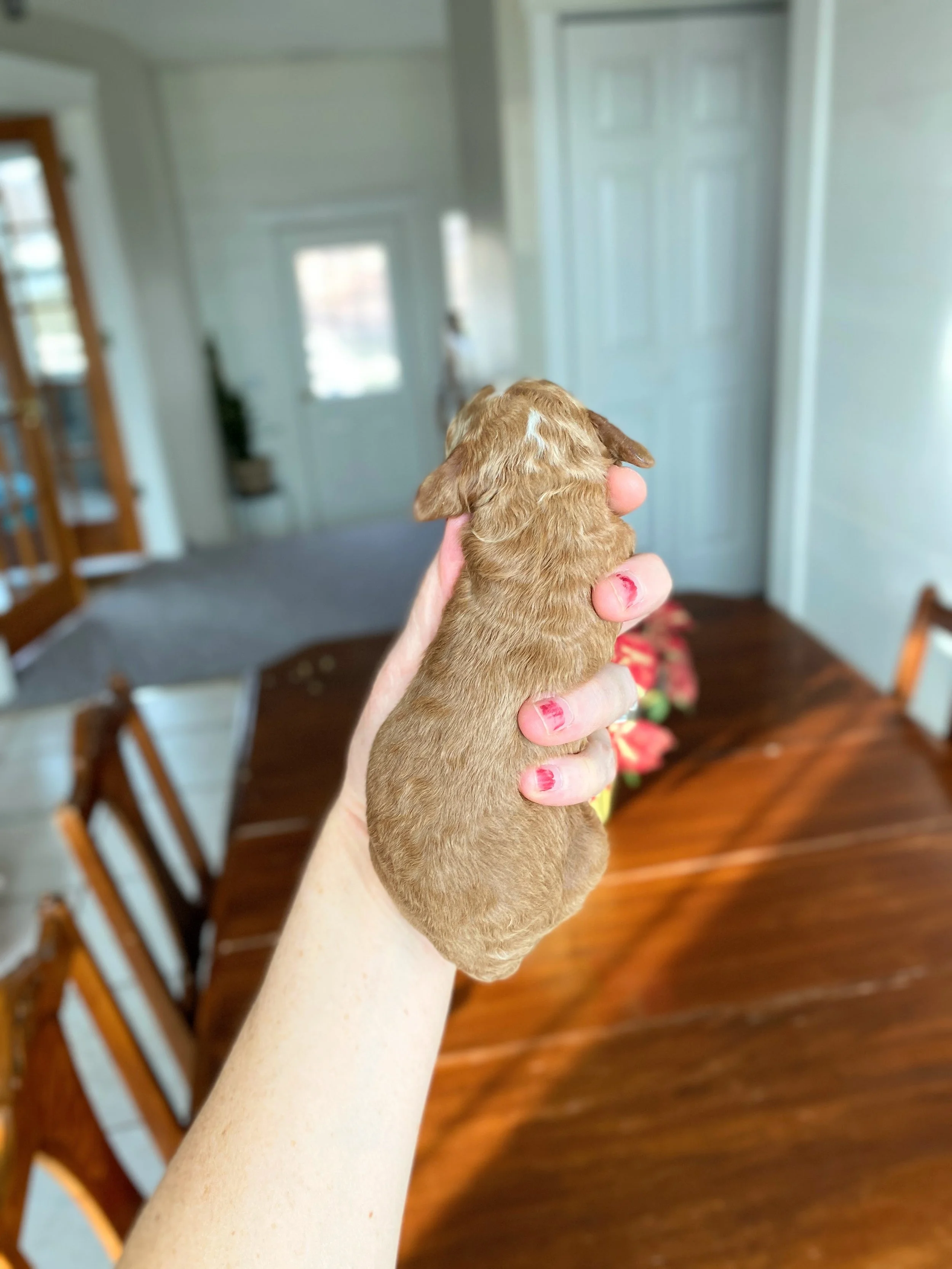 red and white mini bernedoodle