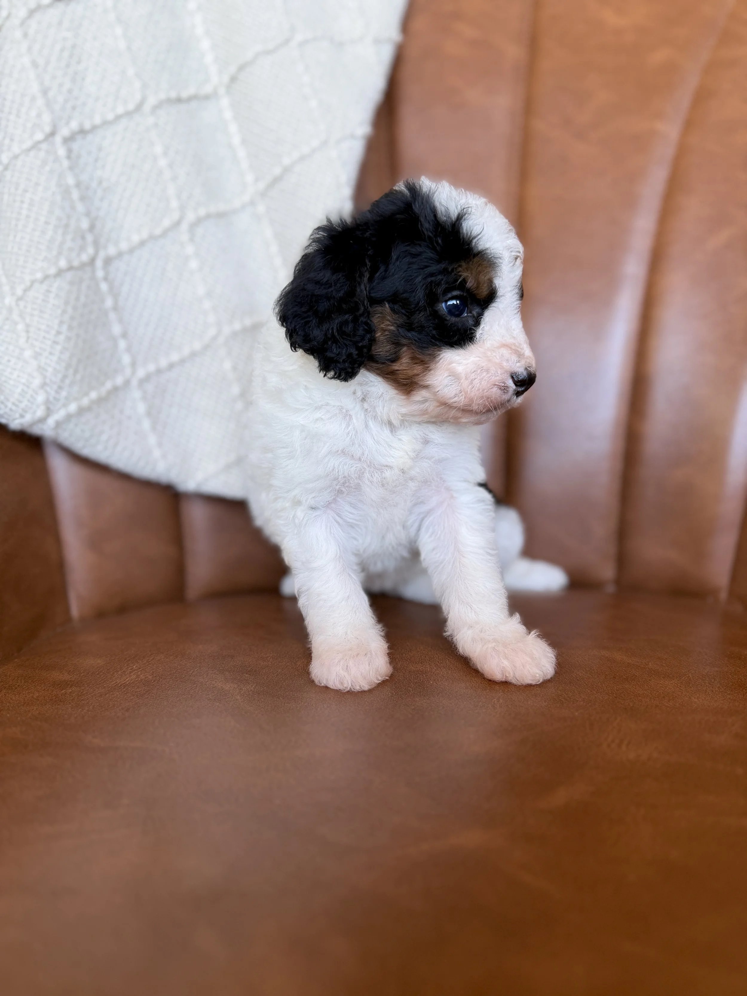 mini bernedoodle tri colored parti