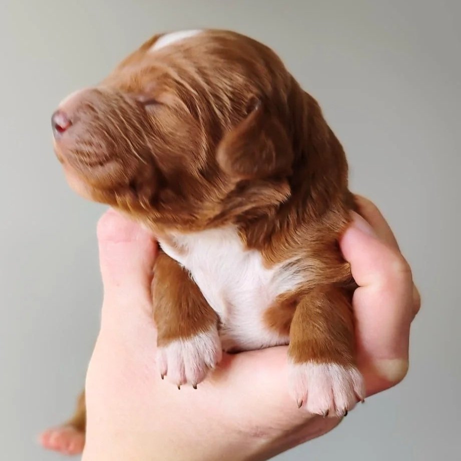 red and white brittany doodle