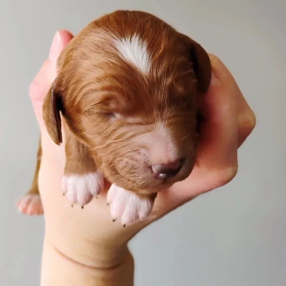 red and white brittany doodle