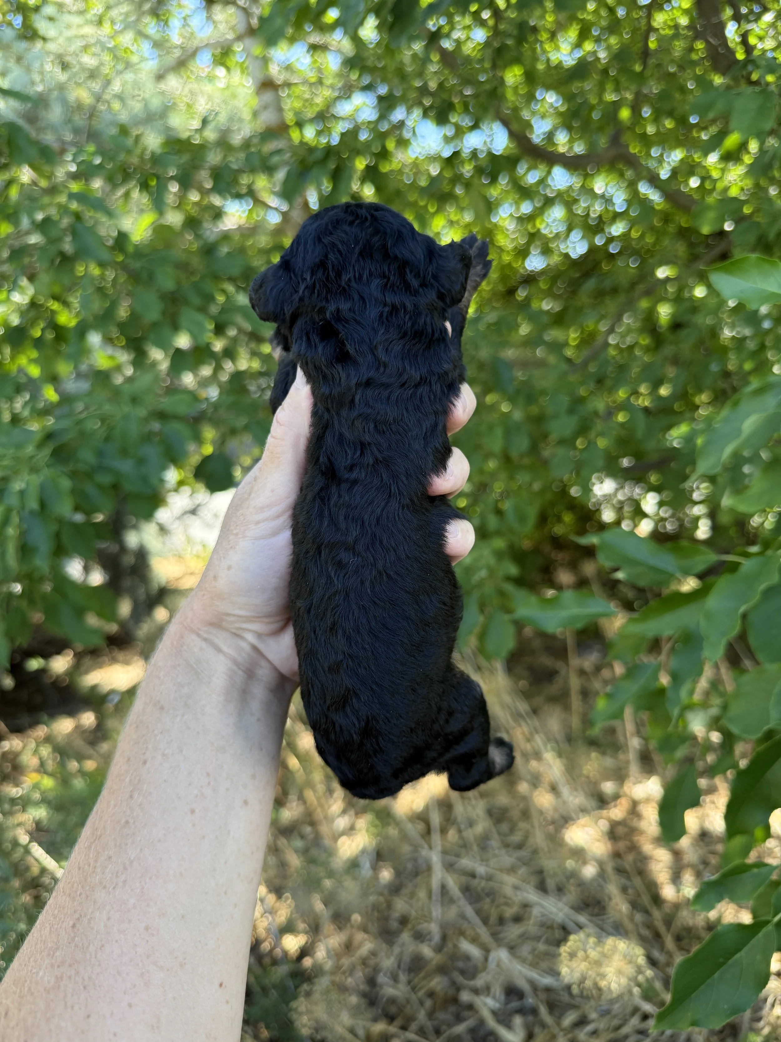 black phantom mini bernedoodle