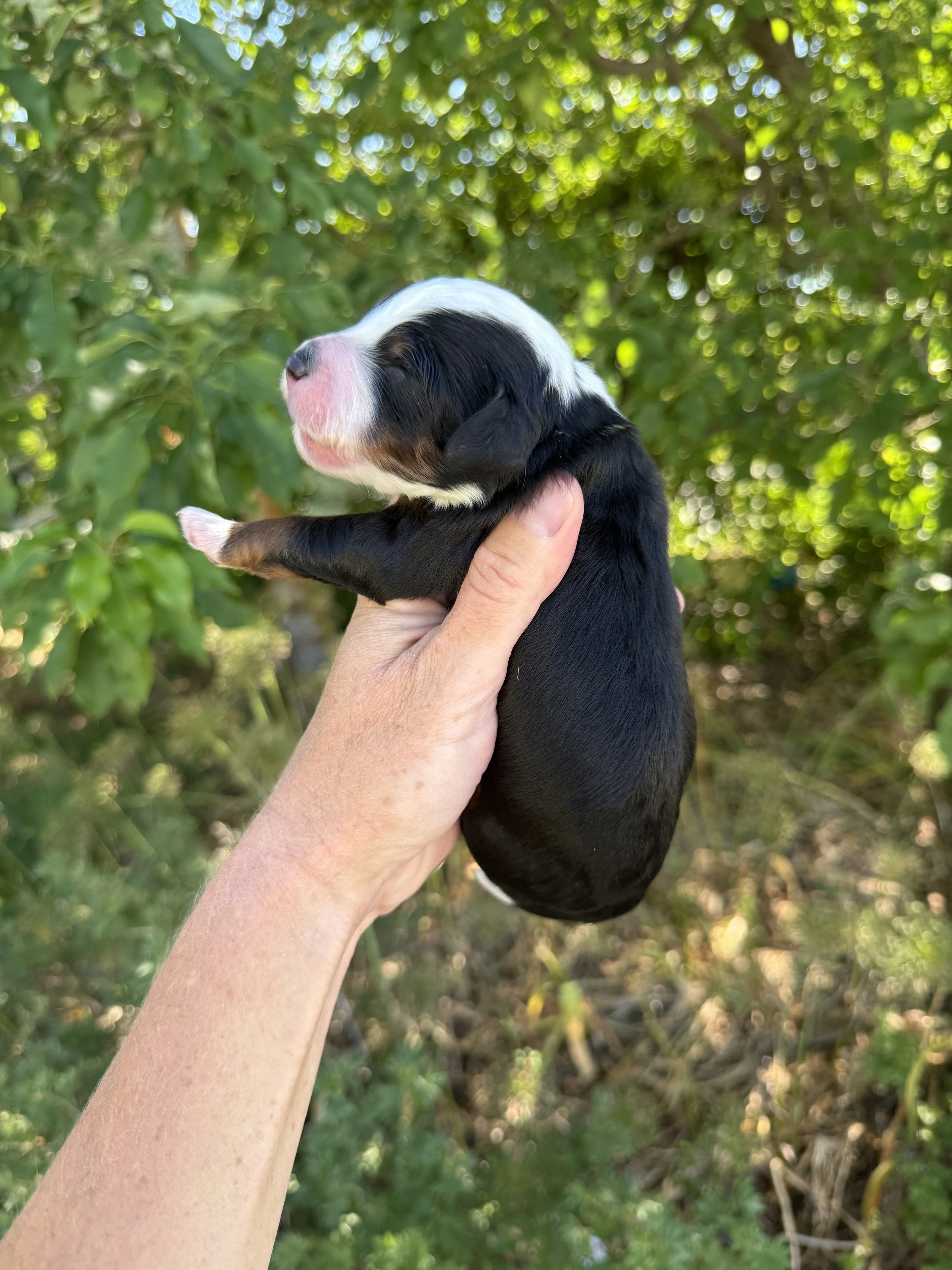 mini tri colored bernedoodle