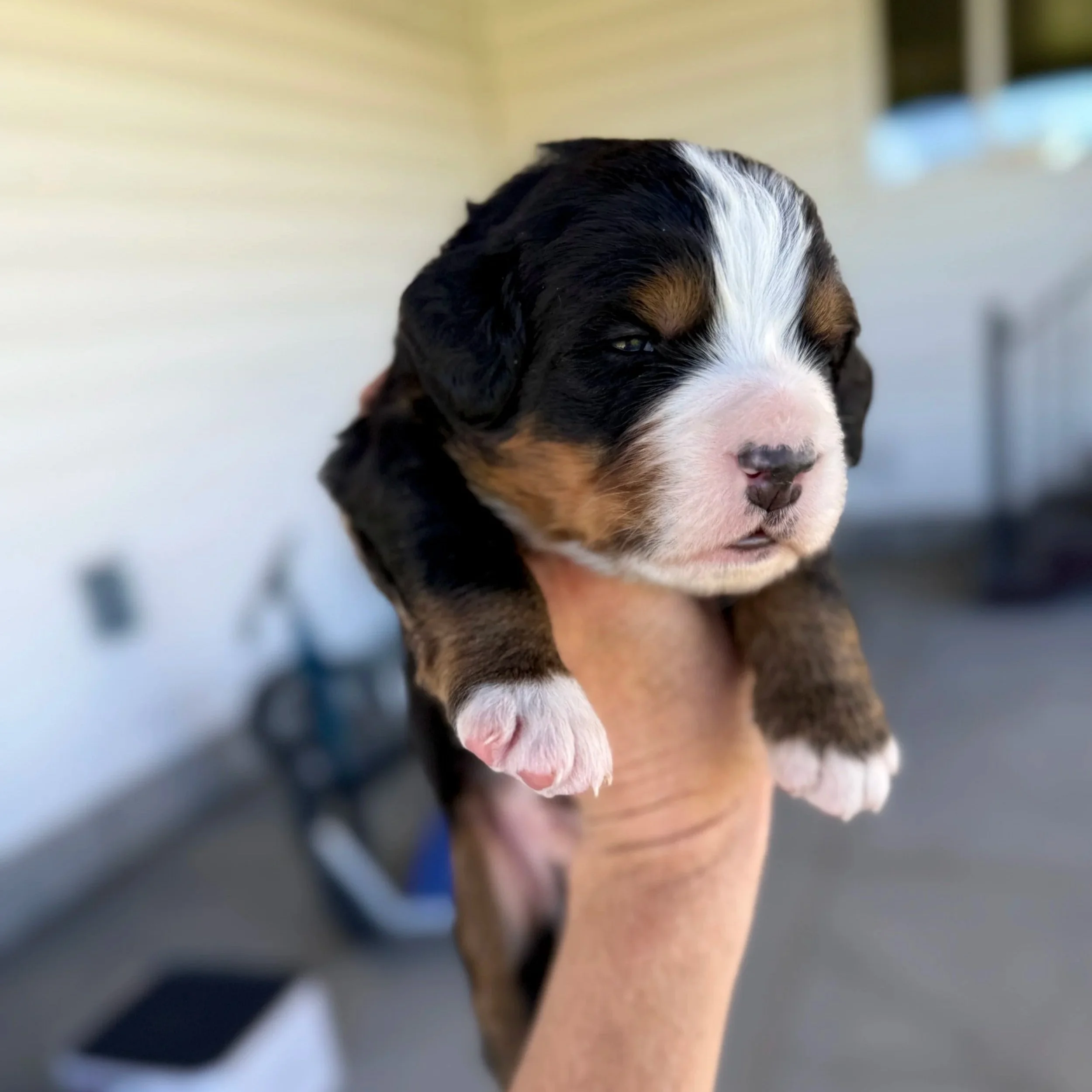 bernese mountain dog puppy