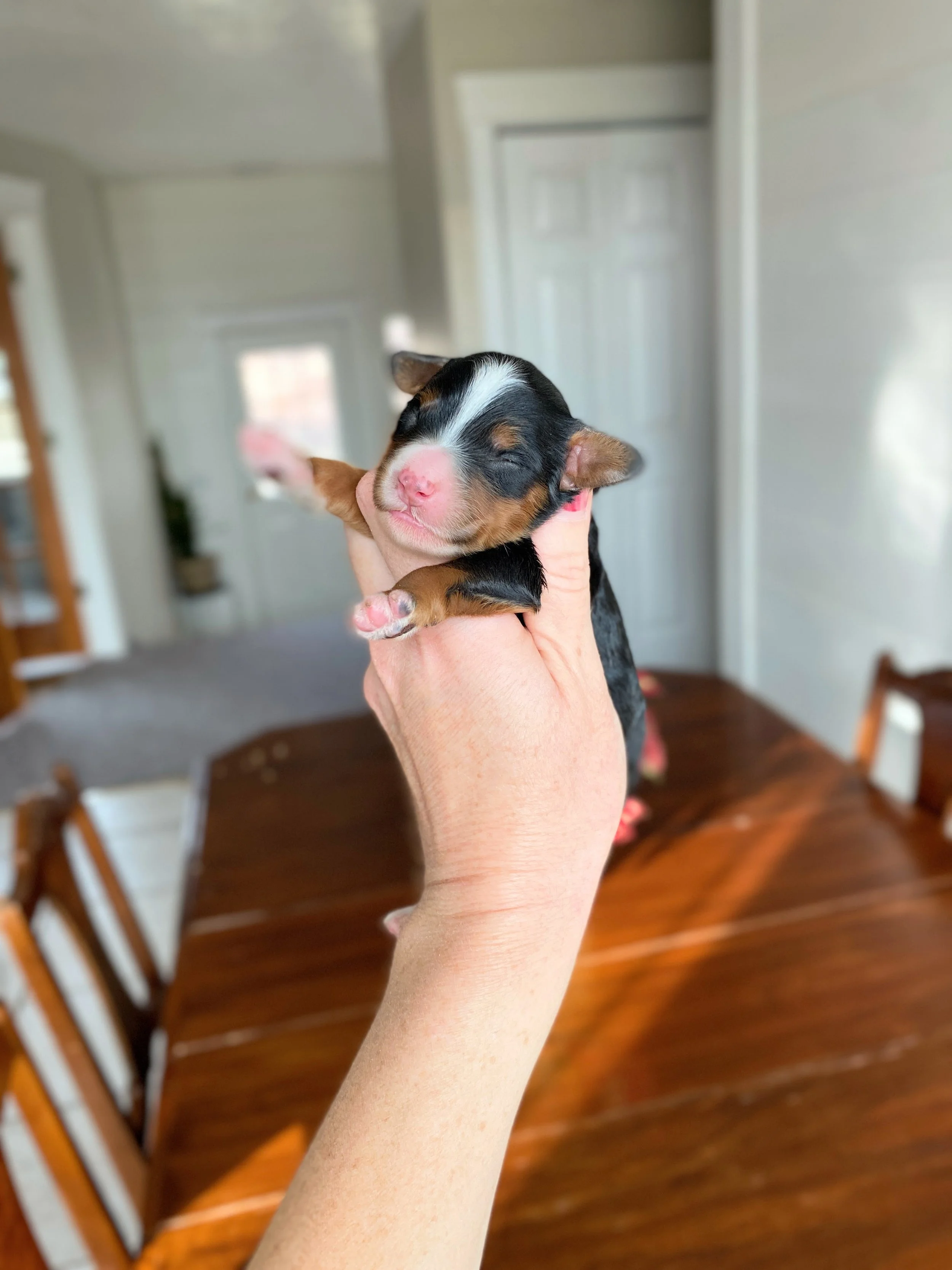 tri colored mini bernedoodle