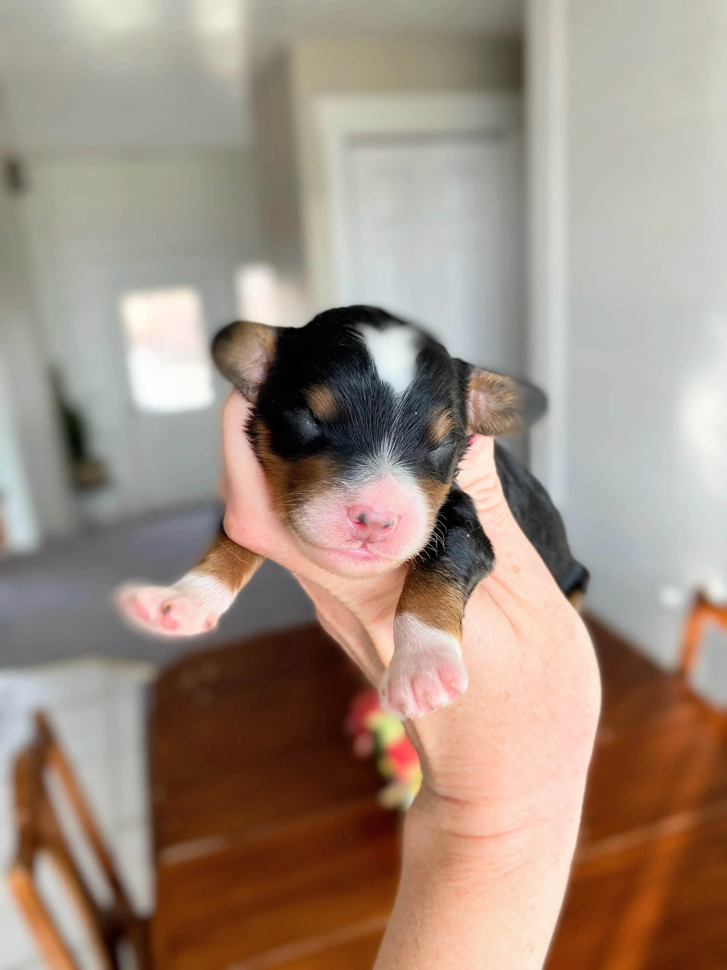 tri colored mini bernedoodle