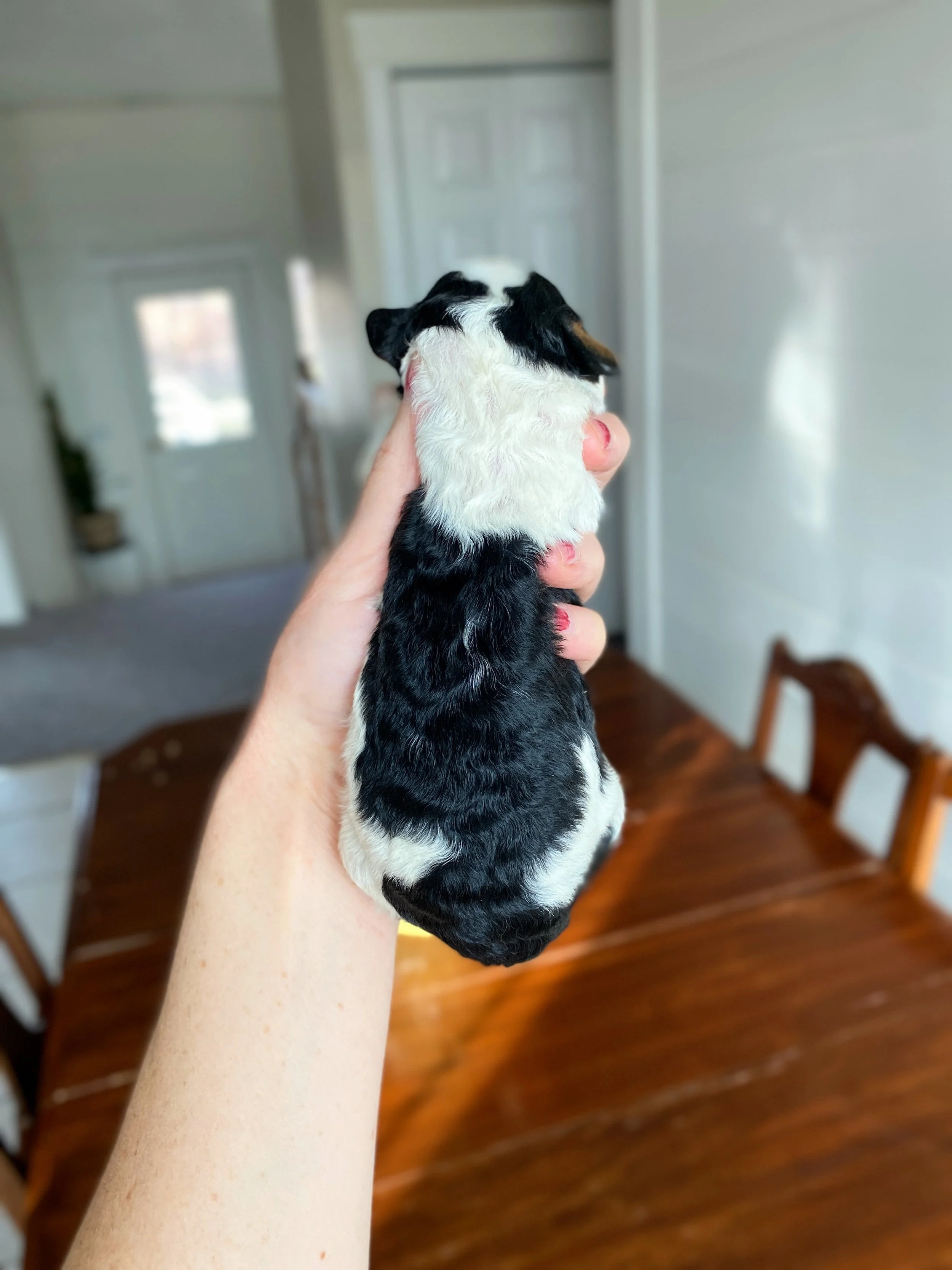 mini tri colored parti bernedoodle