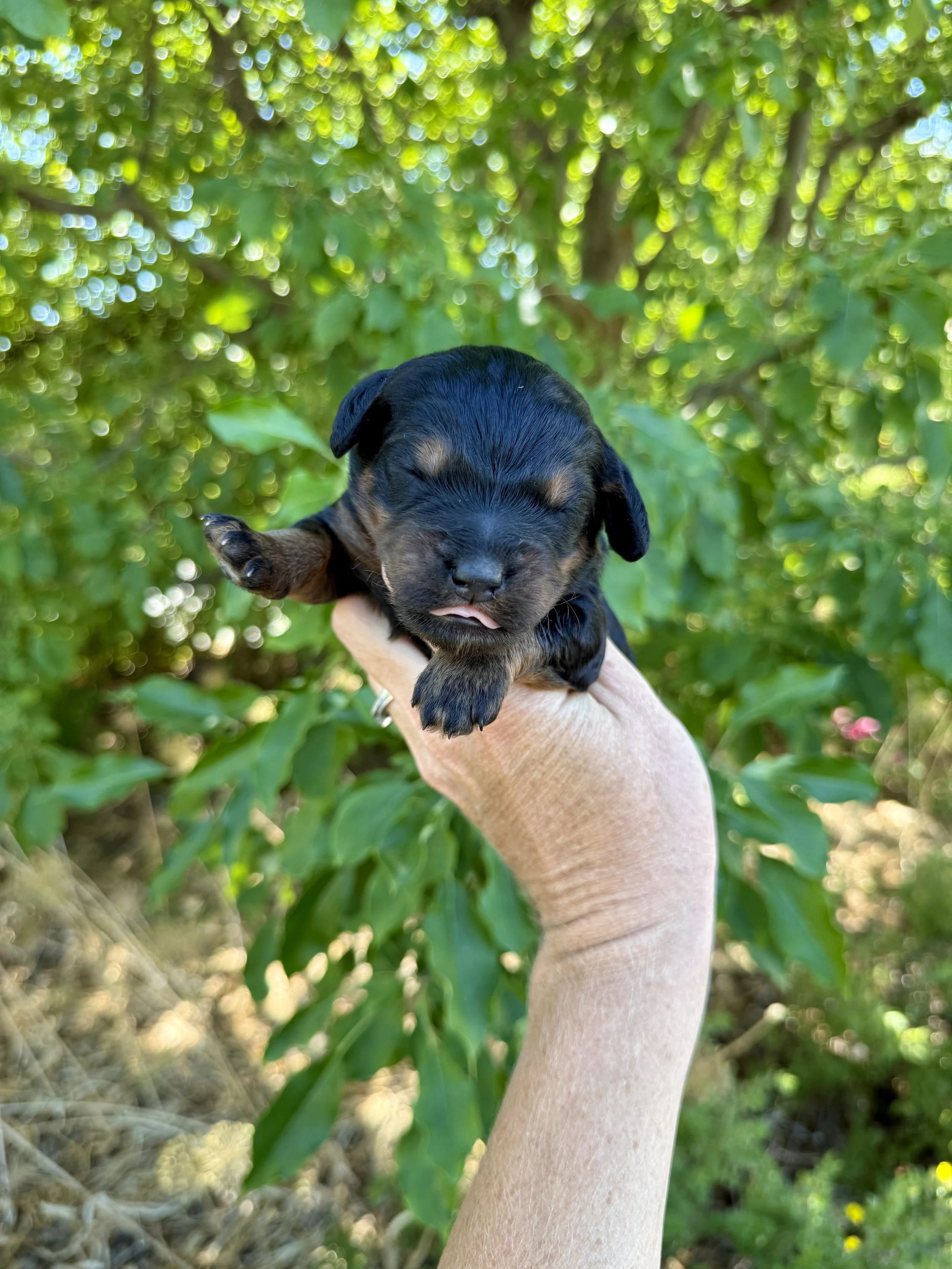 black phantom mini bernedoodle