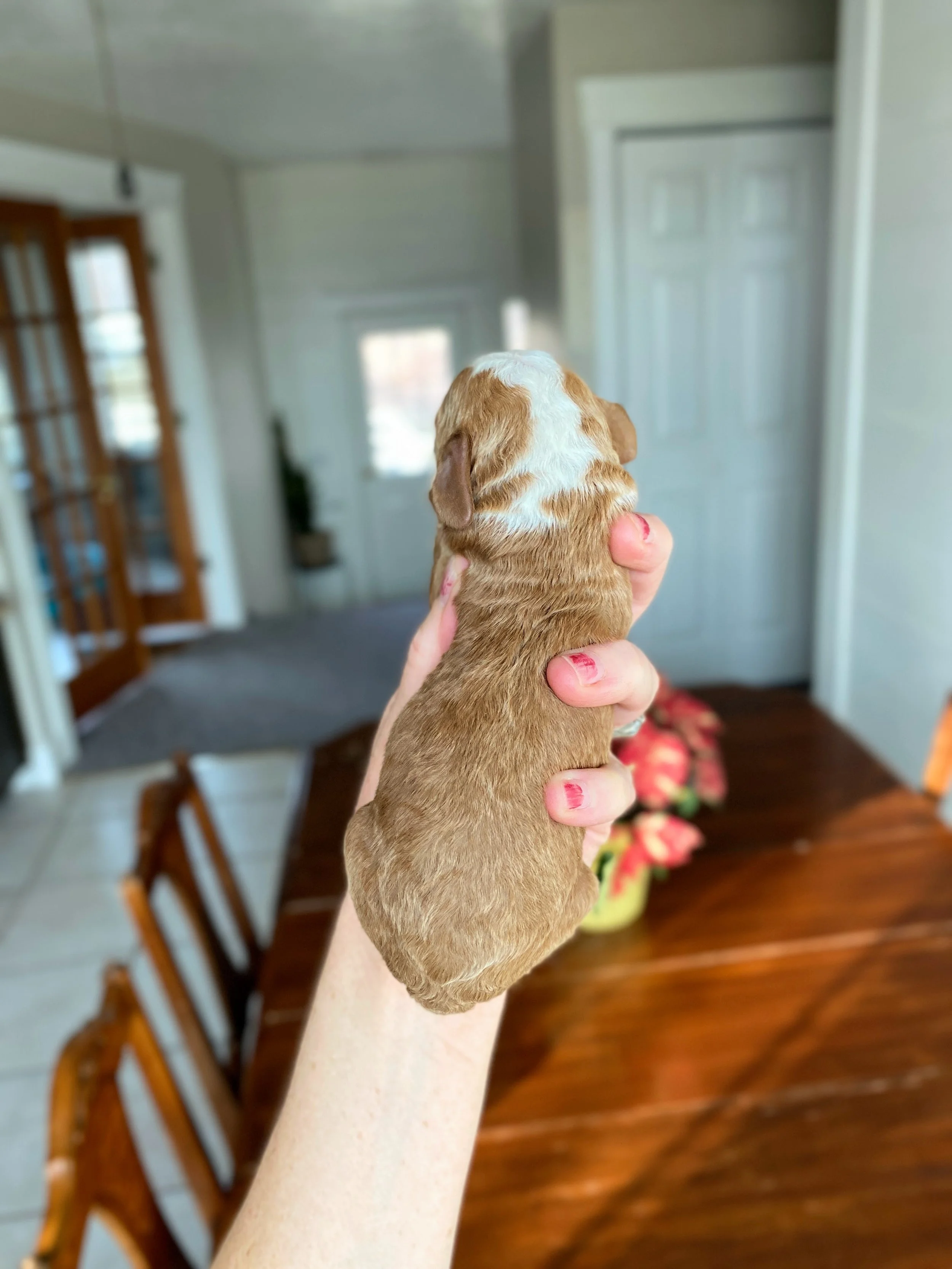 red and white tuxedo mini bernedoodle