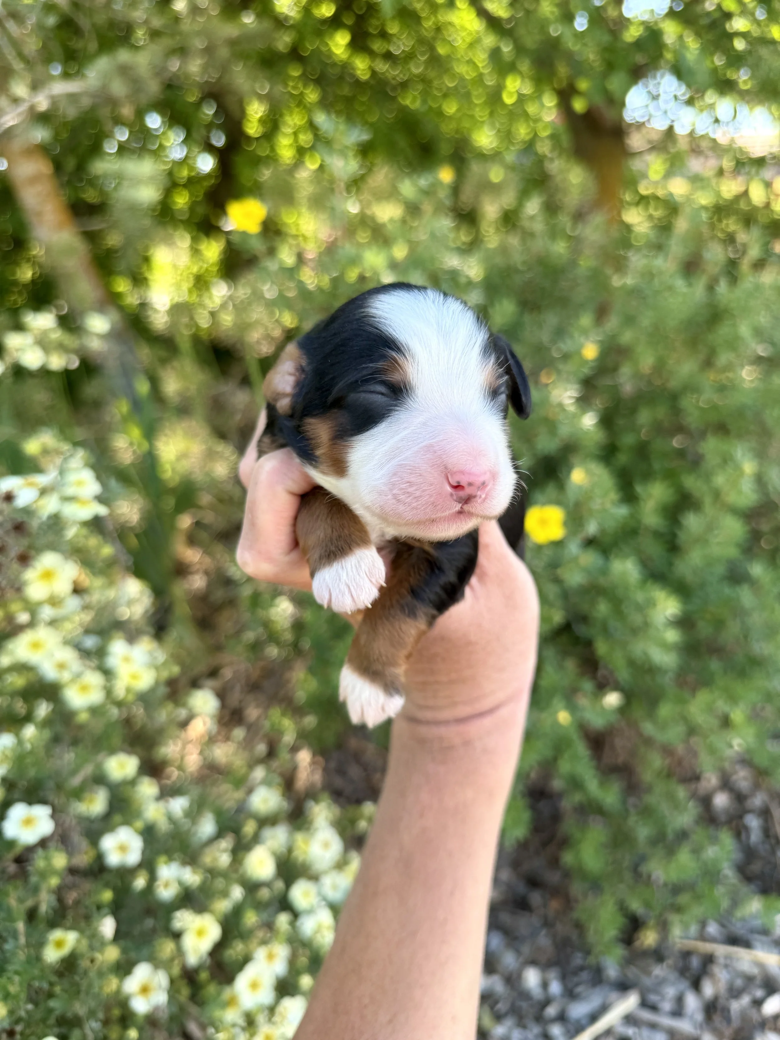 mini tri colored bernedoodle