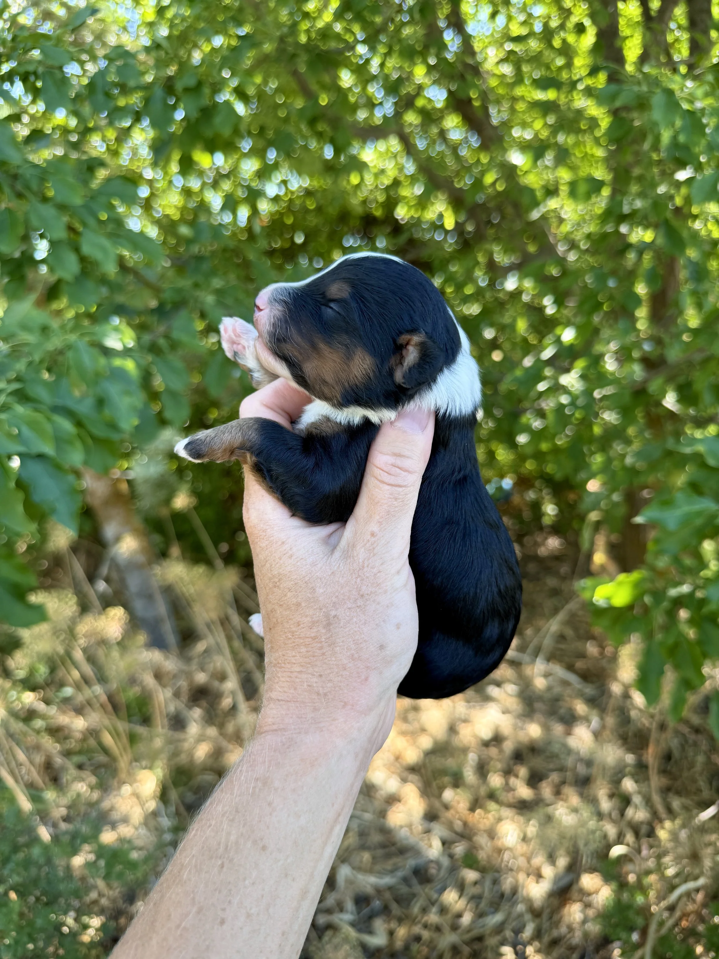 mini tri colored bernedoodle
