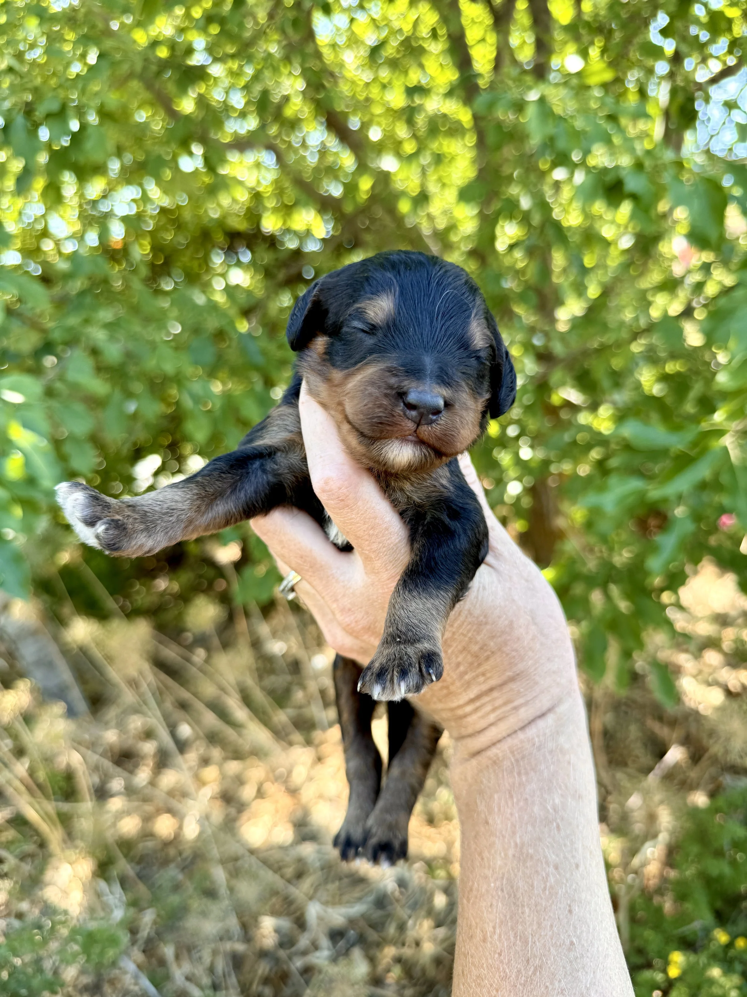 mini phantom bernedoodle