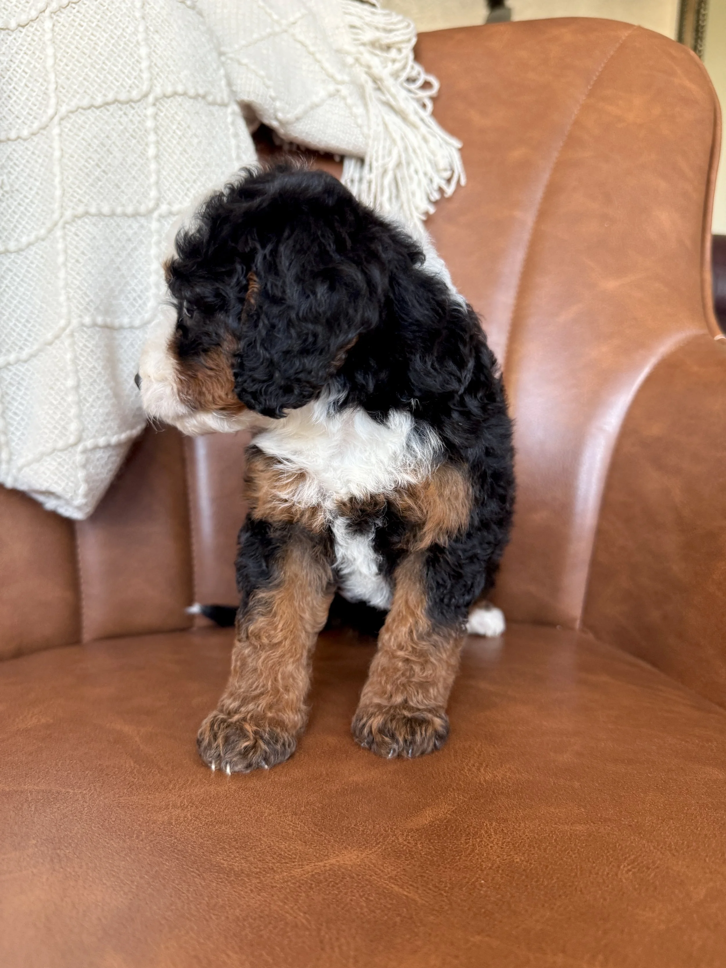 mini tri colored bernedoodle