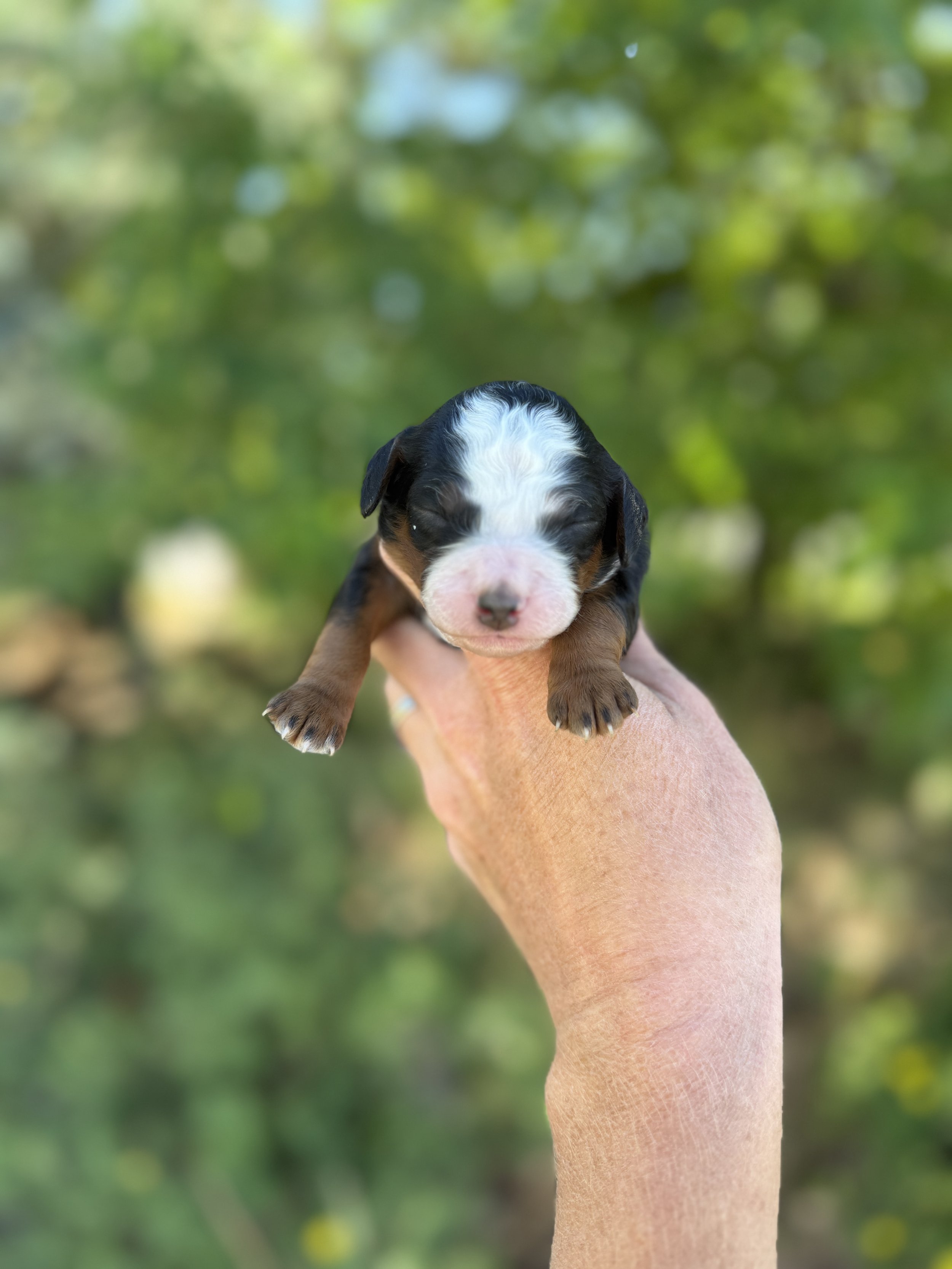 mini tri colored bernedoodle