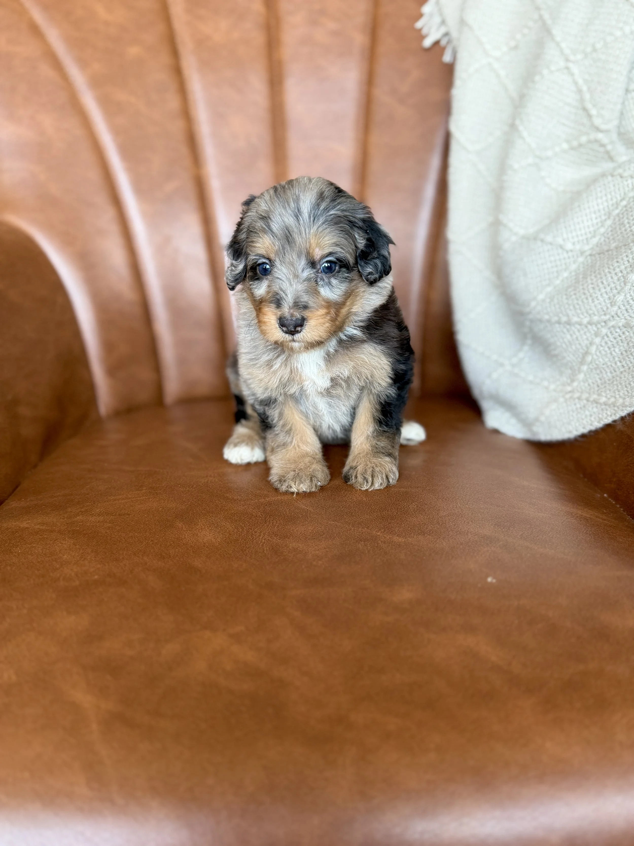 merle phantom mini bernedoodle