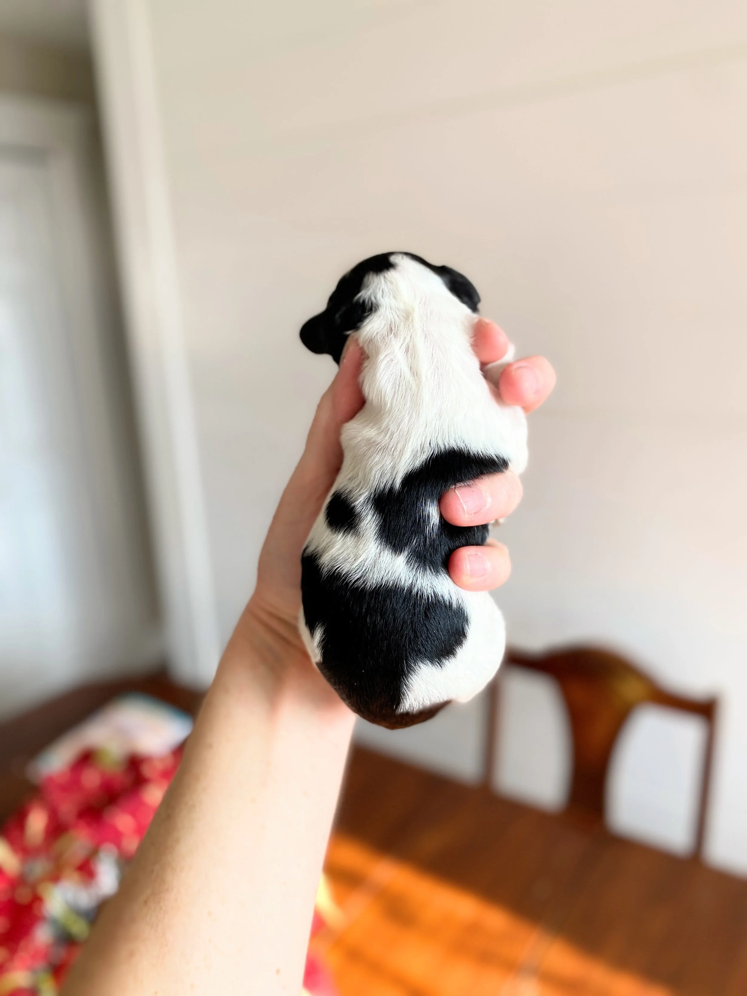 mini parti bernedoodle