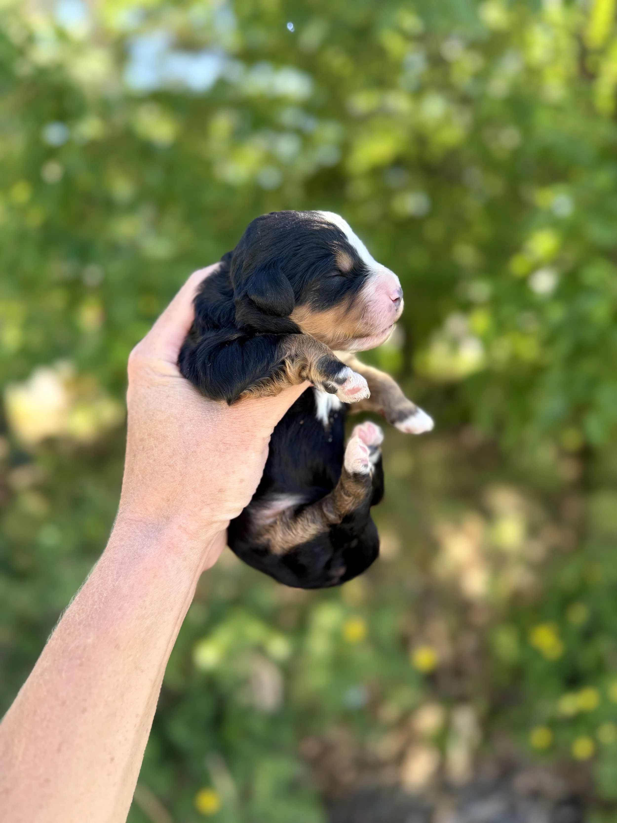 mini tri colored bernedoodle
