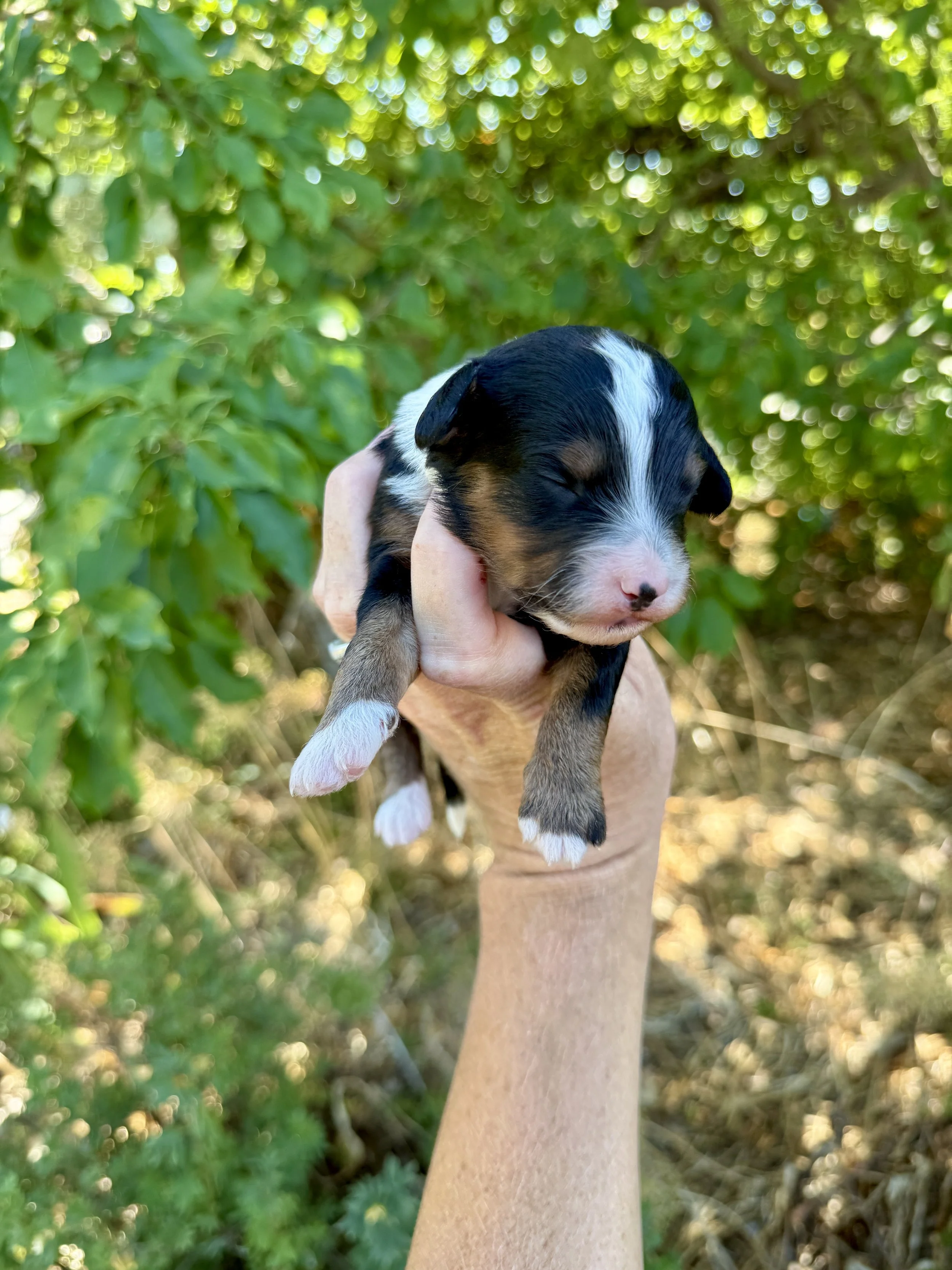 mini tri colored bernedoodle