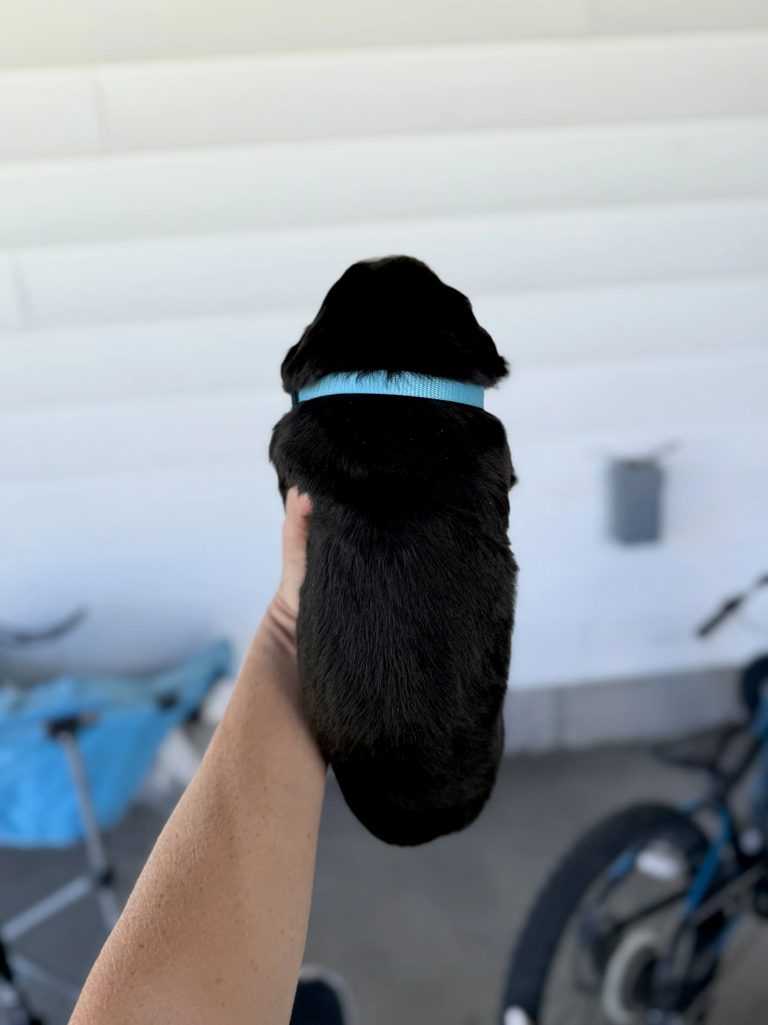 bernese mountain dog puppy