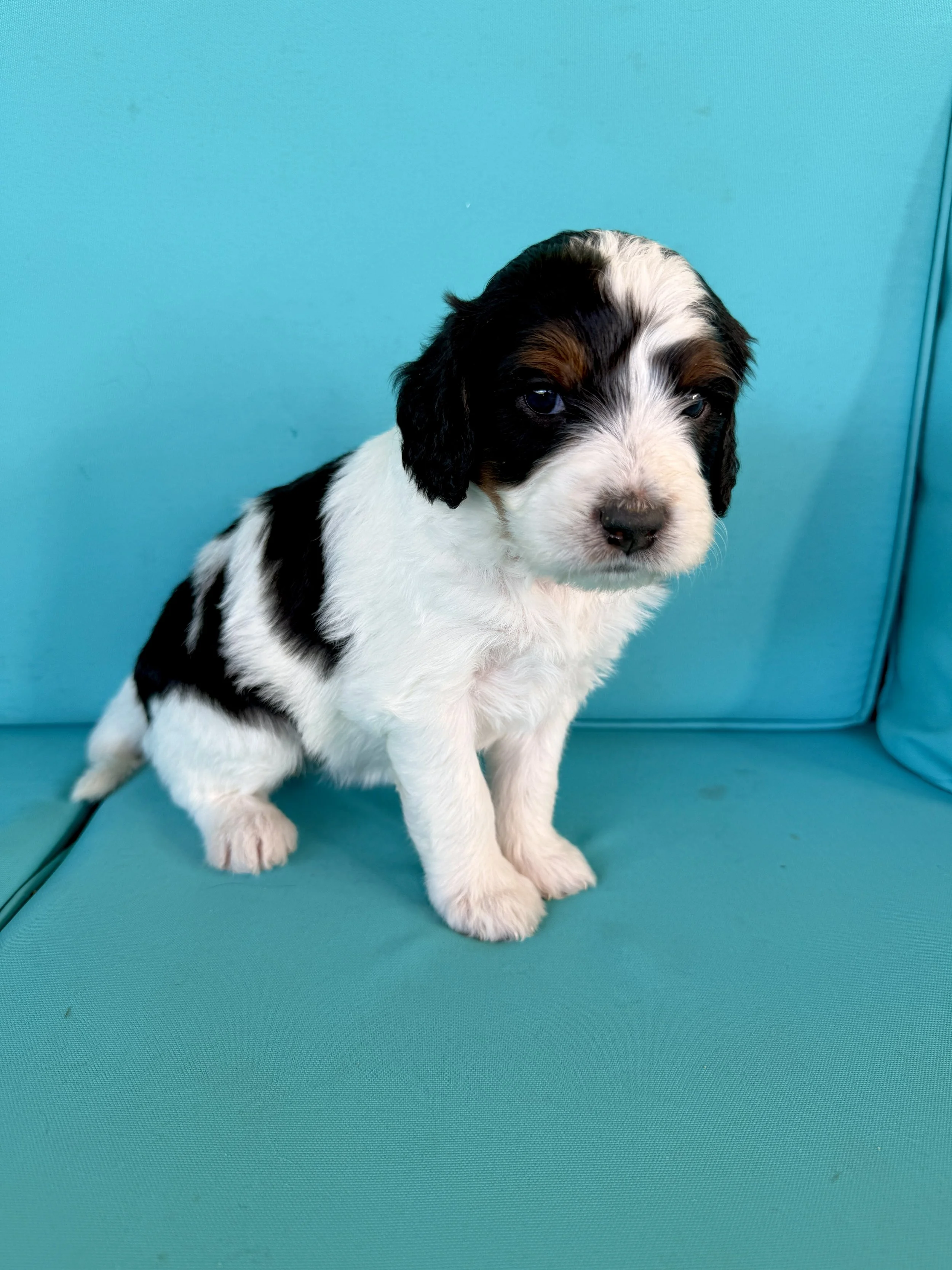 mini parti tri colored bernedoodle