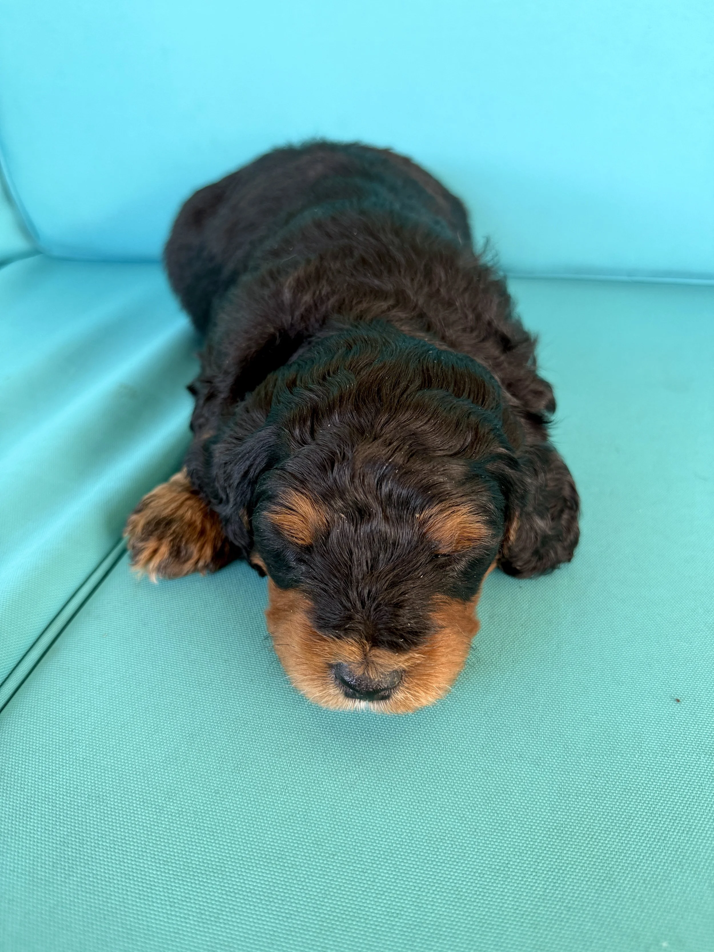 mini phantom bernedoodle