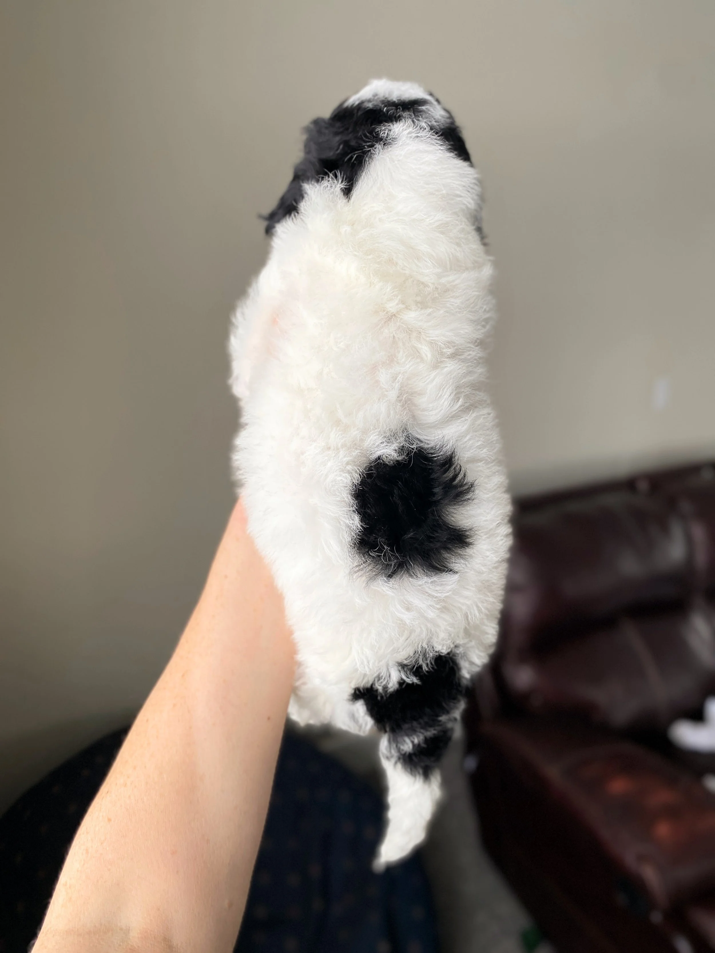 tri colored parti mini bernedoodle