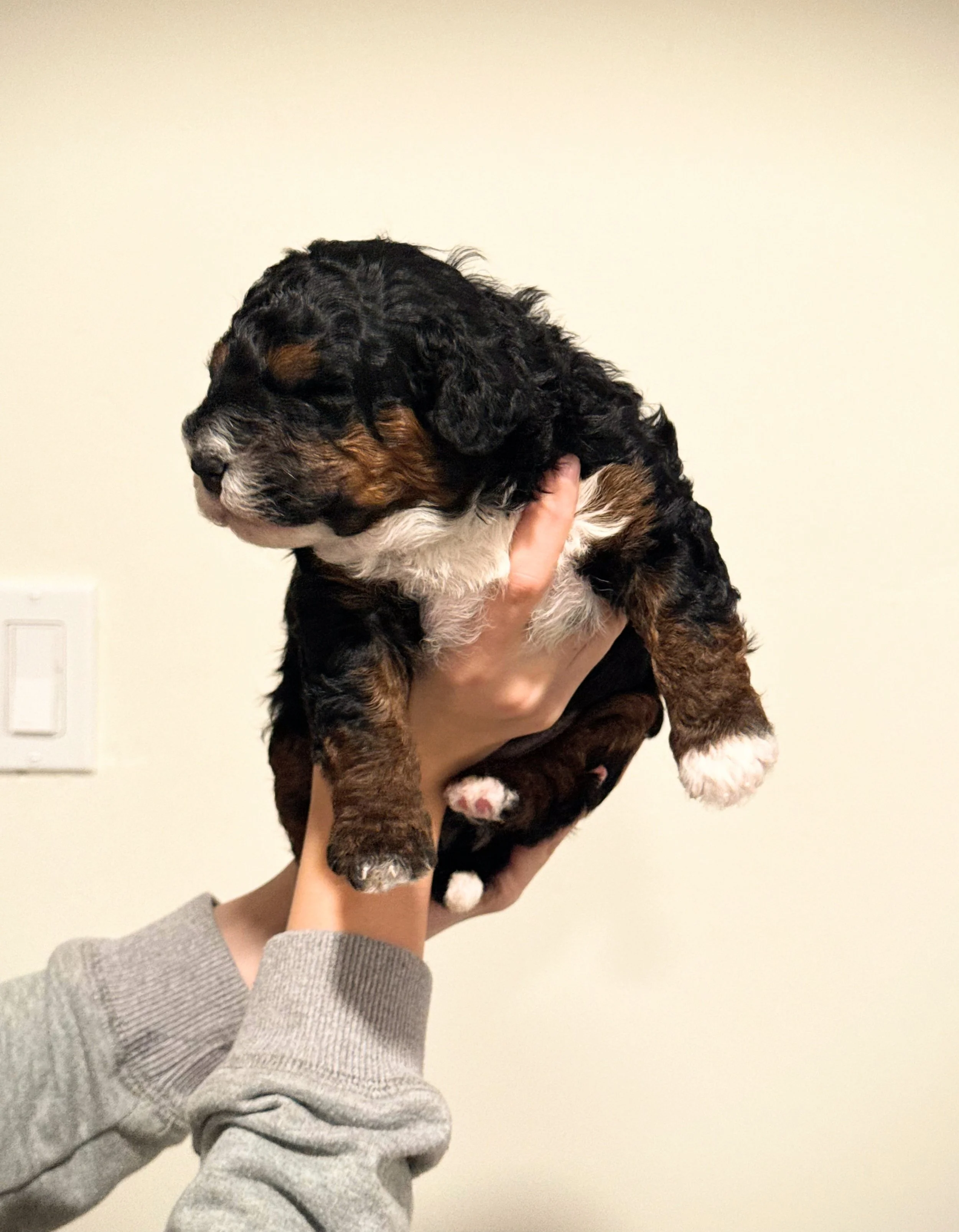tri colored mini bernedoodle