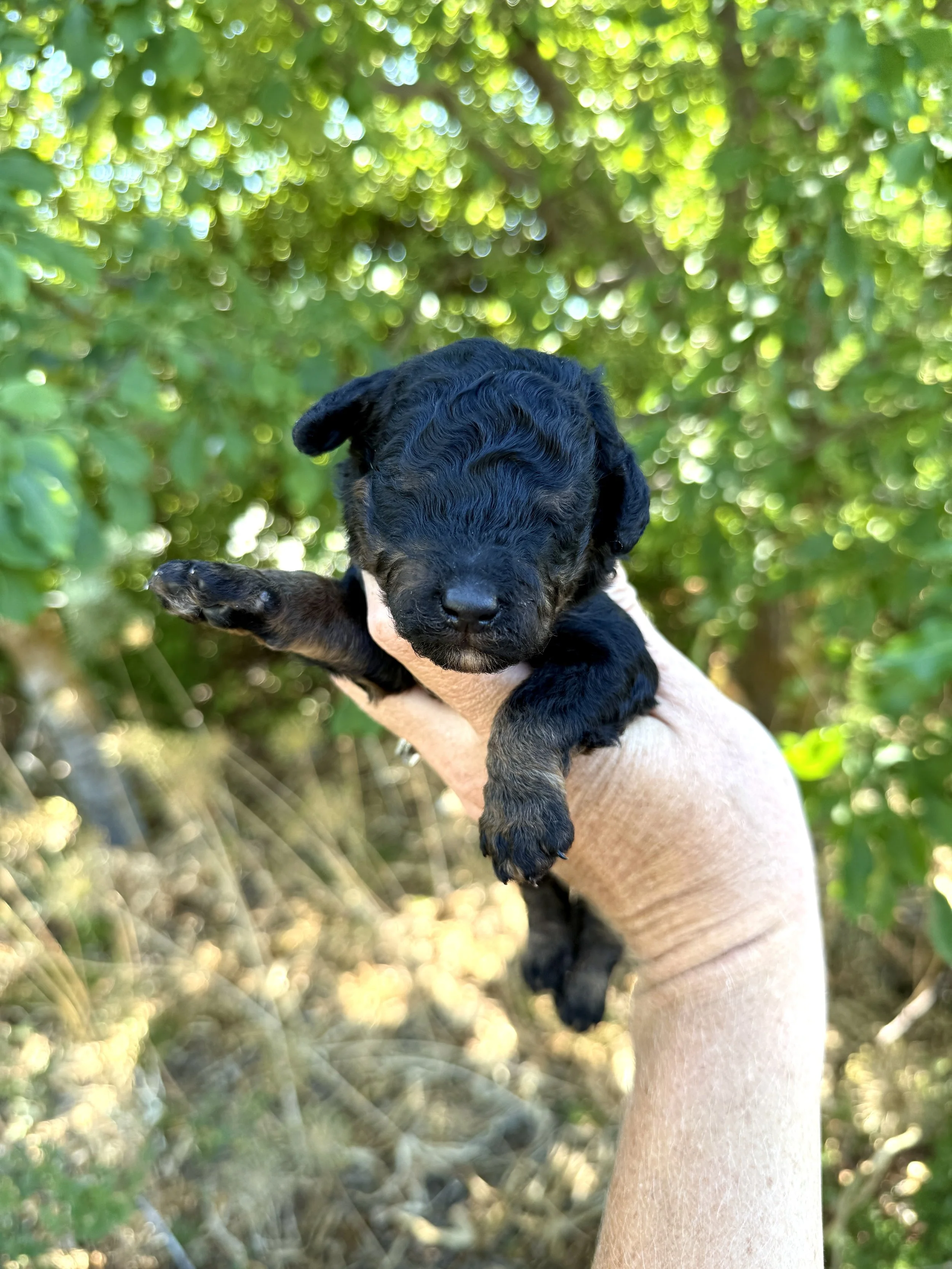mini phantom bernedoodle