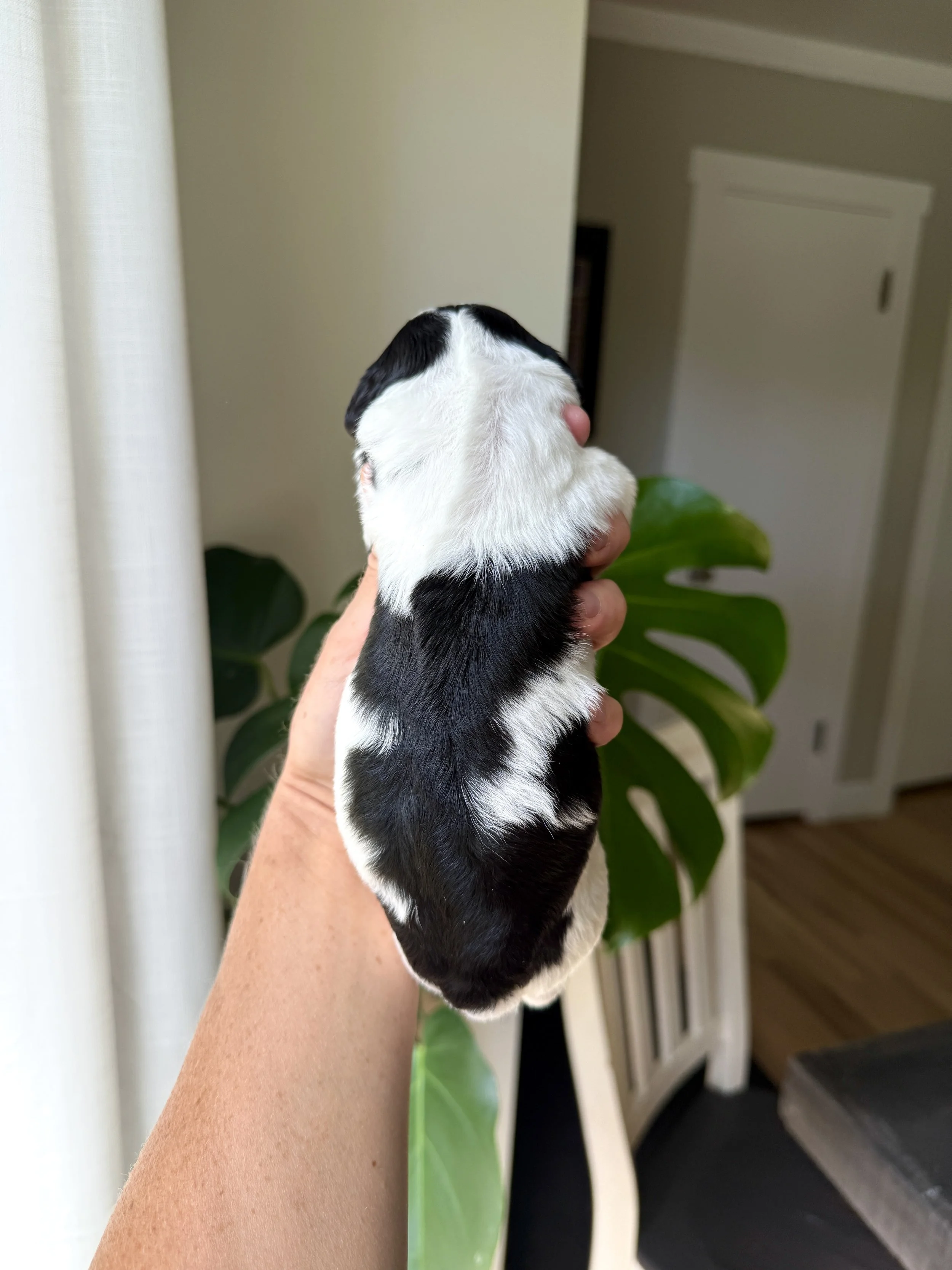 tri colored parti mini bernedoodle