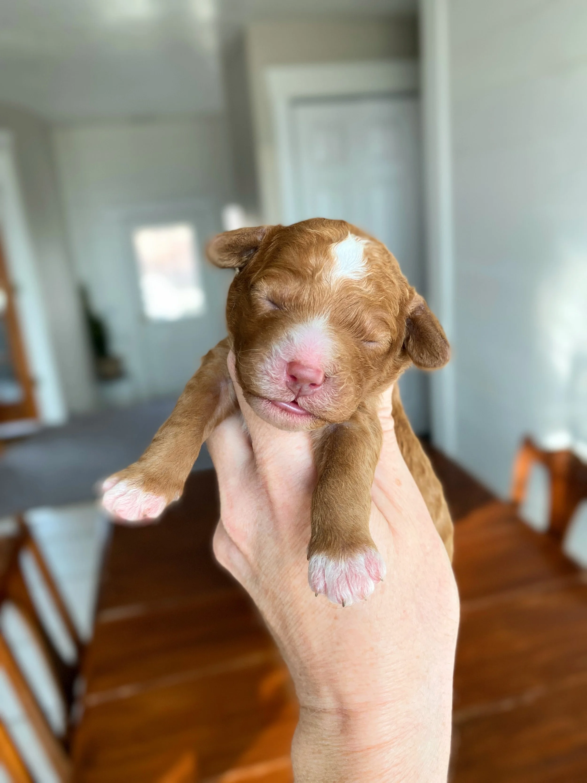 mini bernedoodle red and white abstract