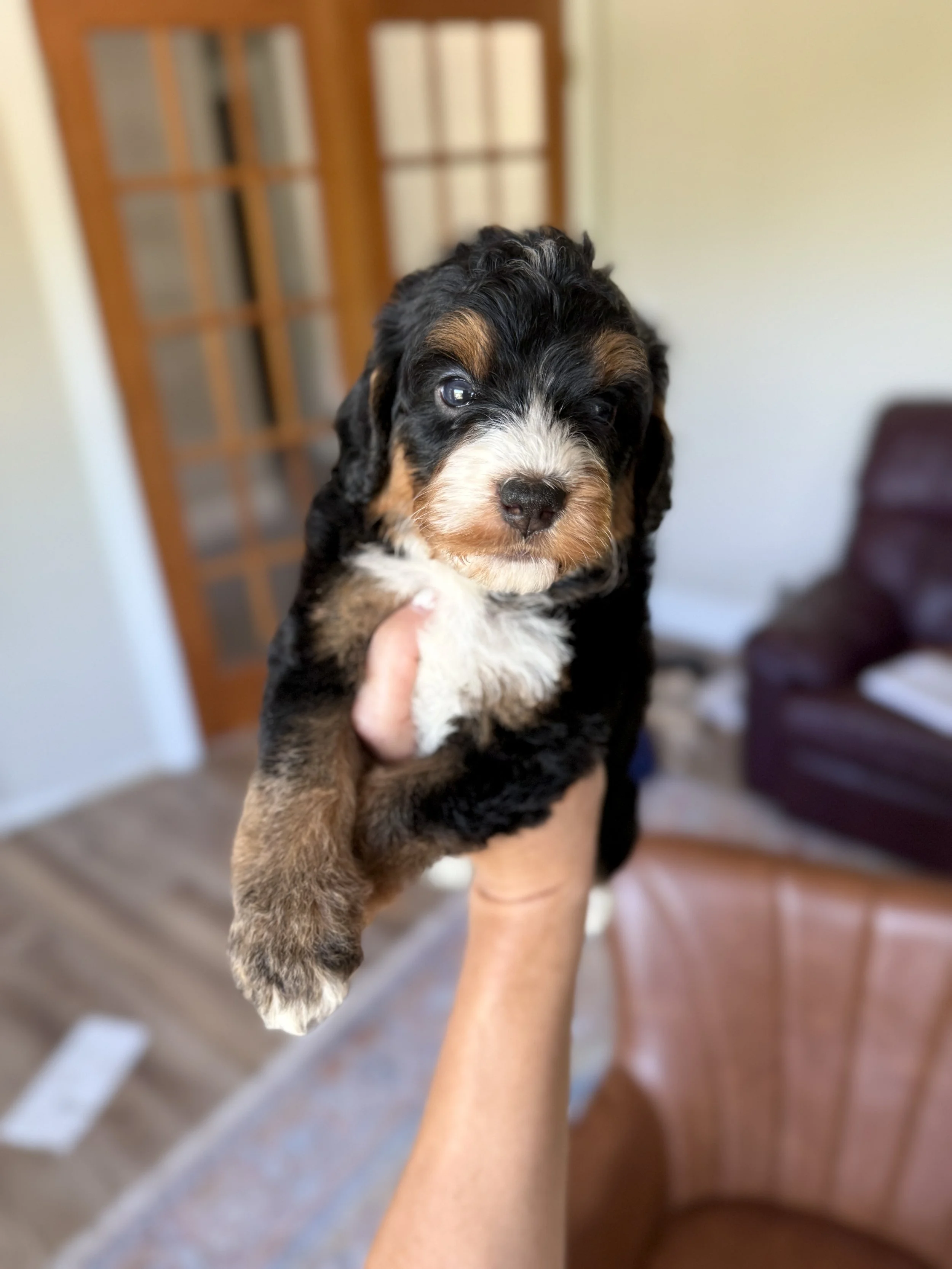 tri colored mini bernedoodle