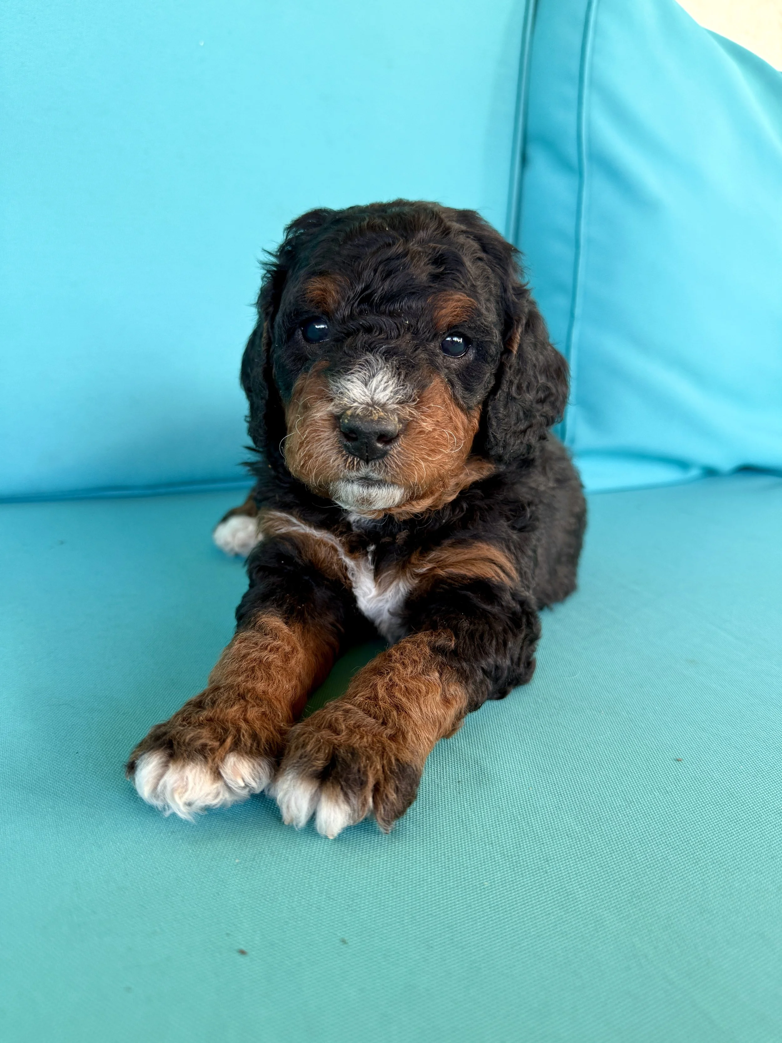 mini phantom bernedoodle