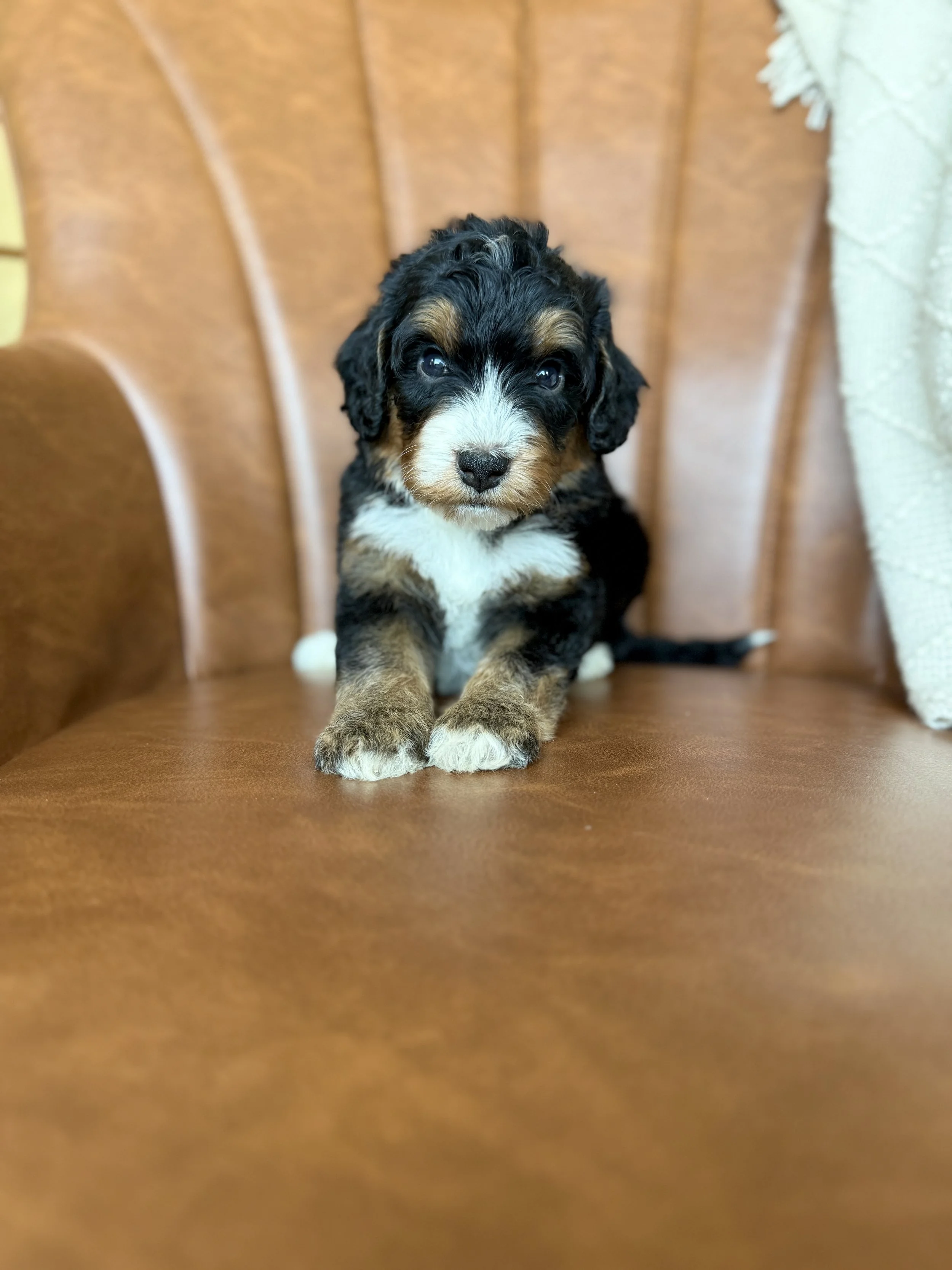 tri colored mini bernedoodle