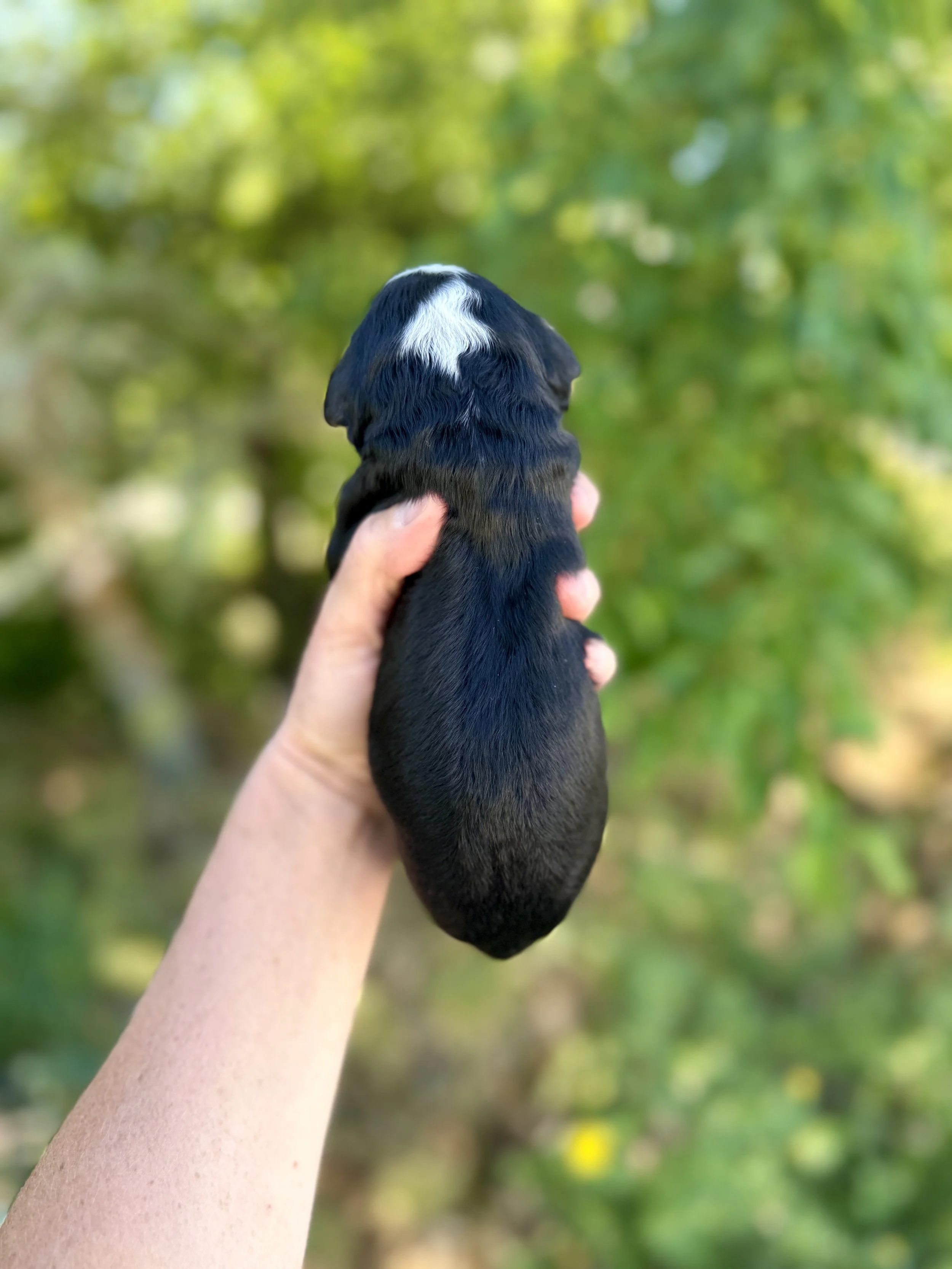mini tri colored bernedoodle