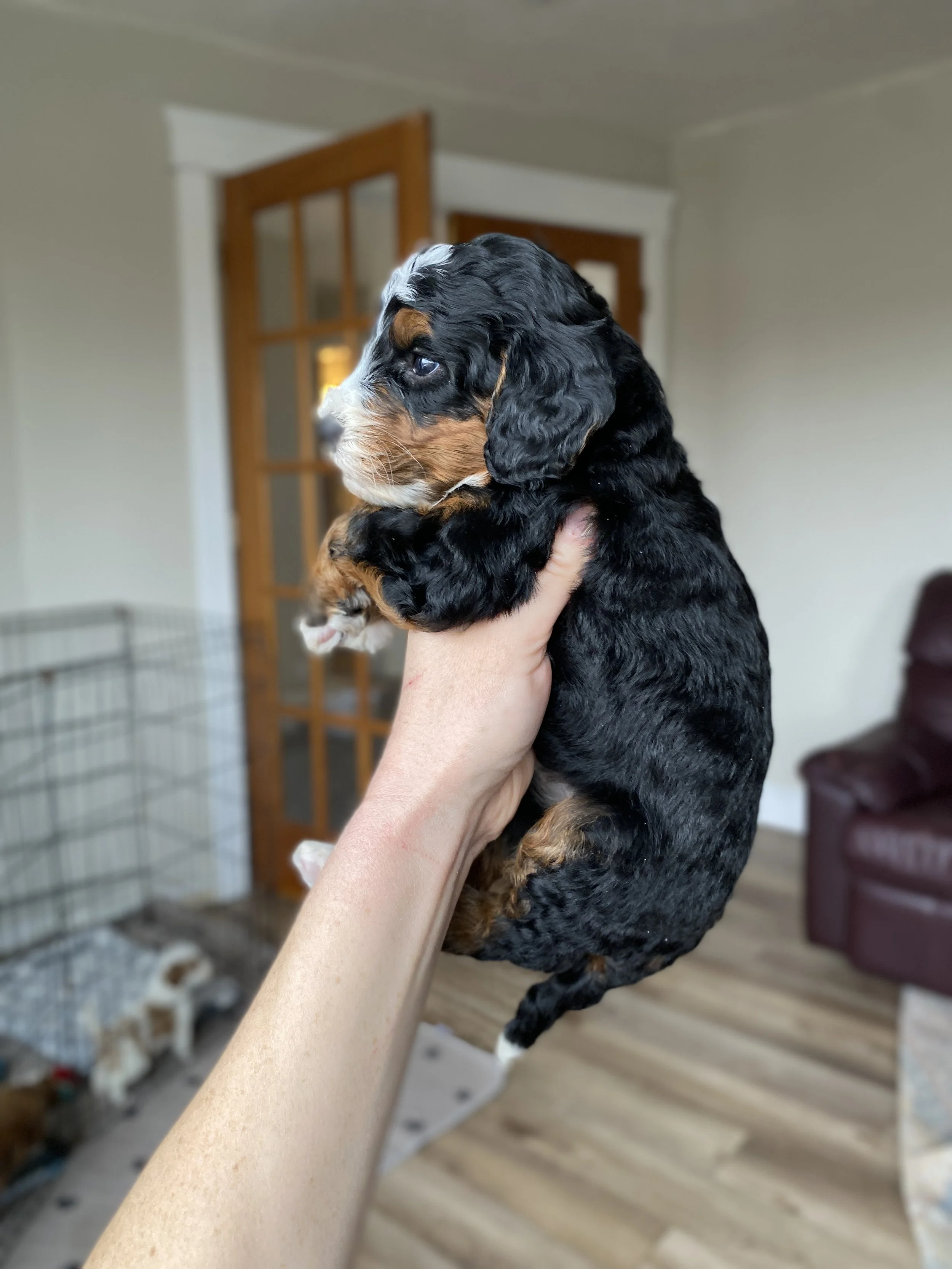 black tri colored mini bernedoodle