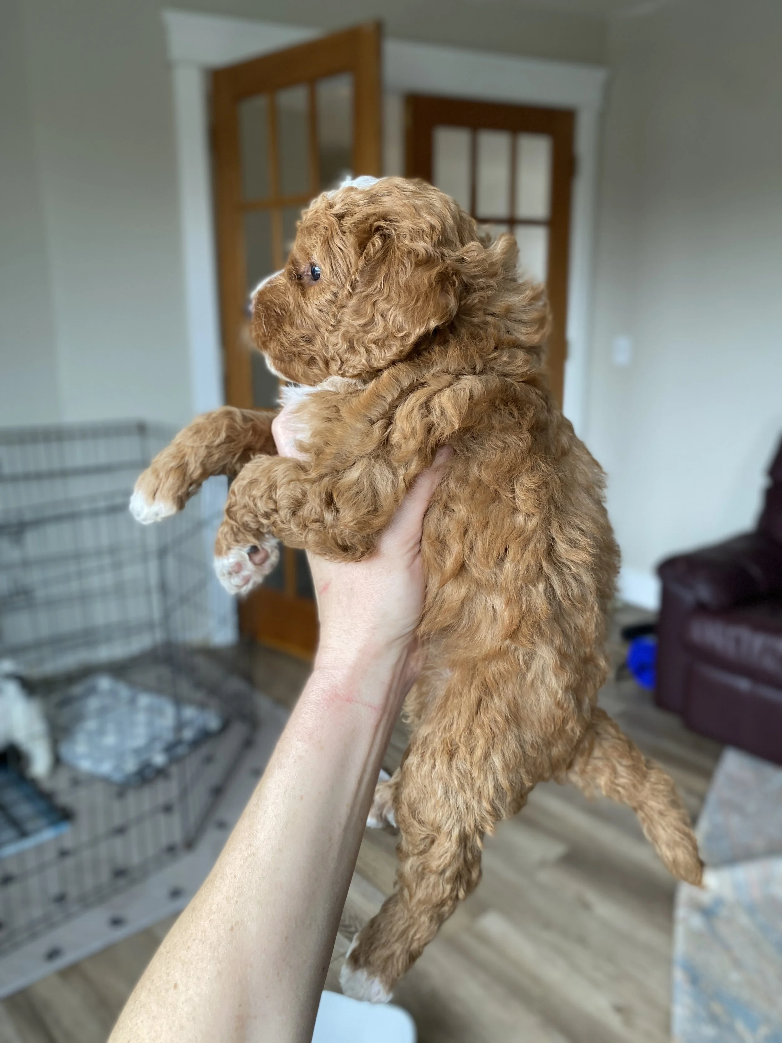 red and white abstract mini bernedoodle