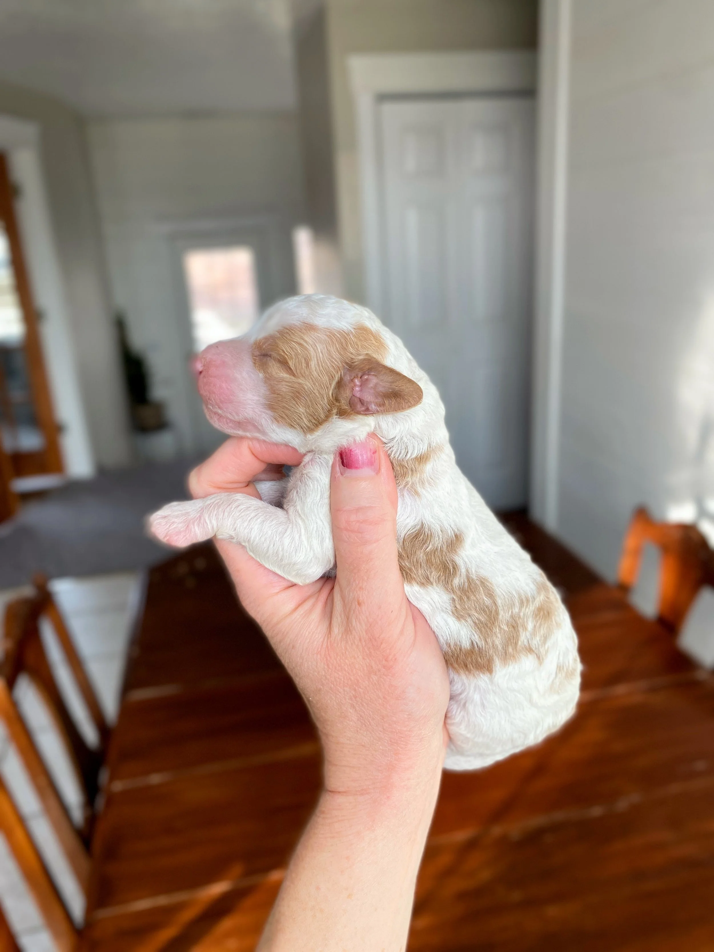 red and white parti mini bernedoodle