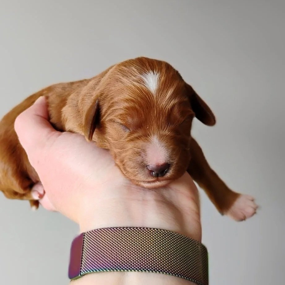 red and white brittany doodle