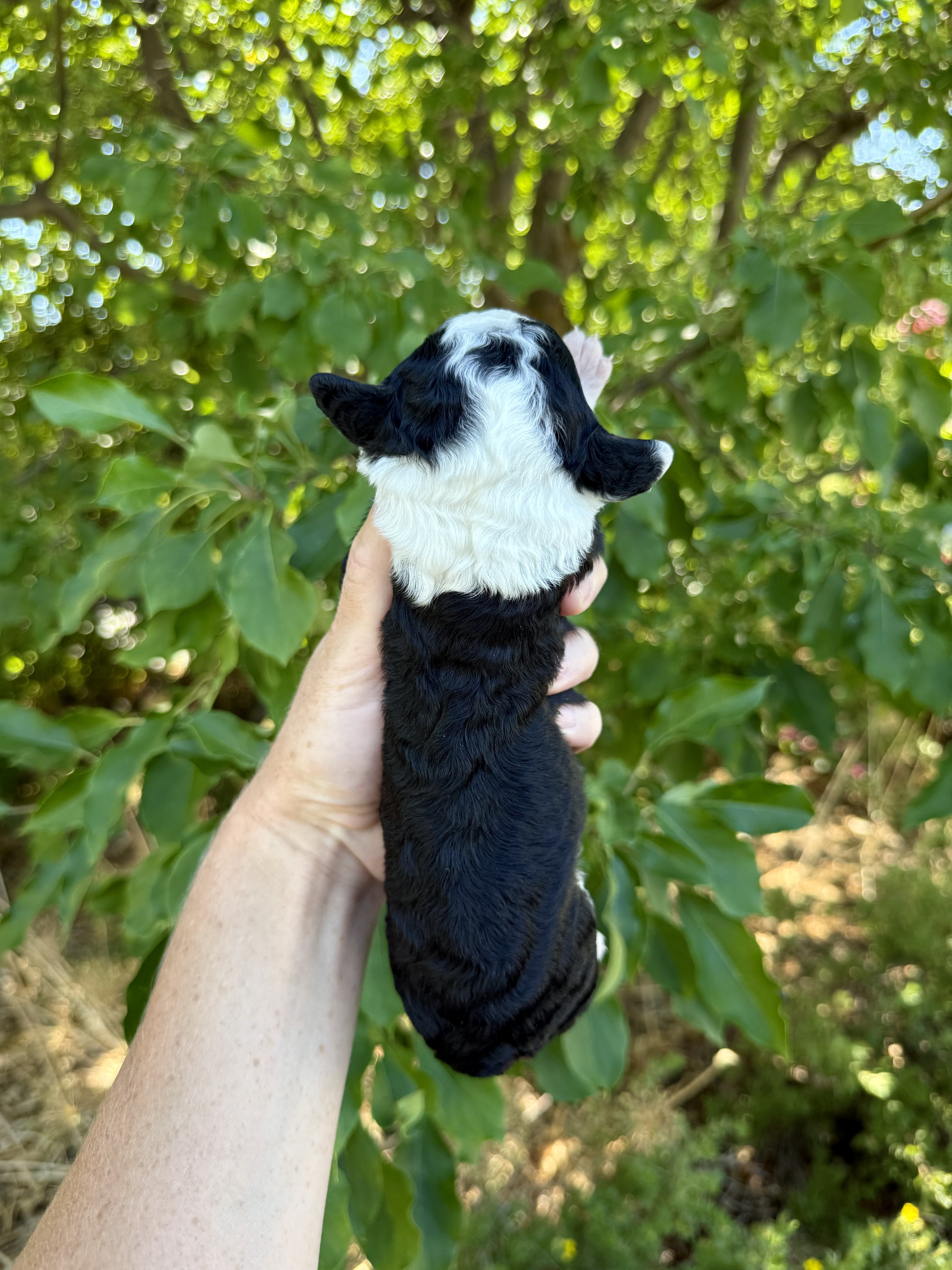 mini tri colored bernedoodle
