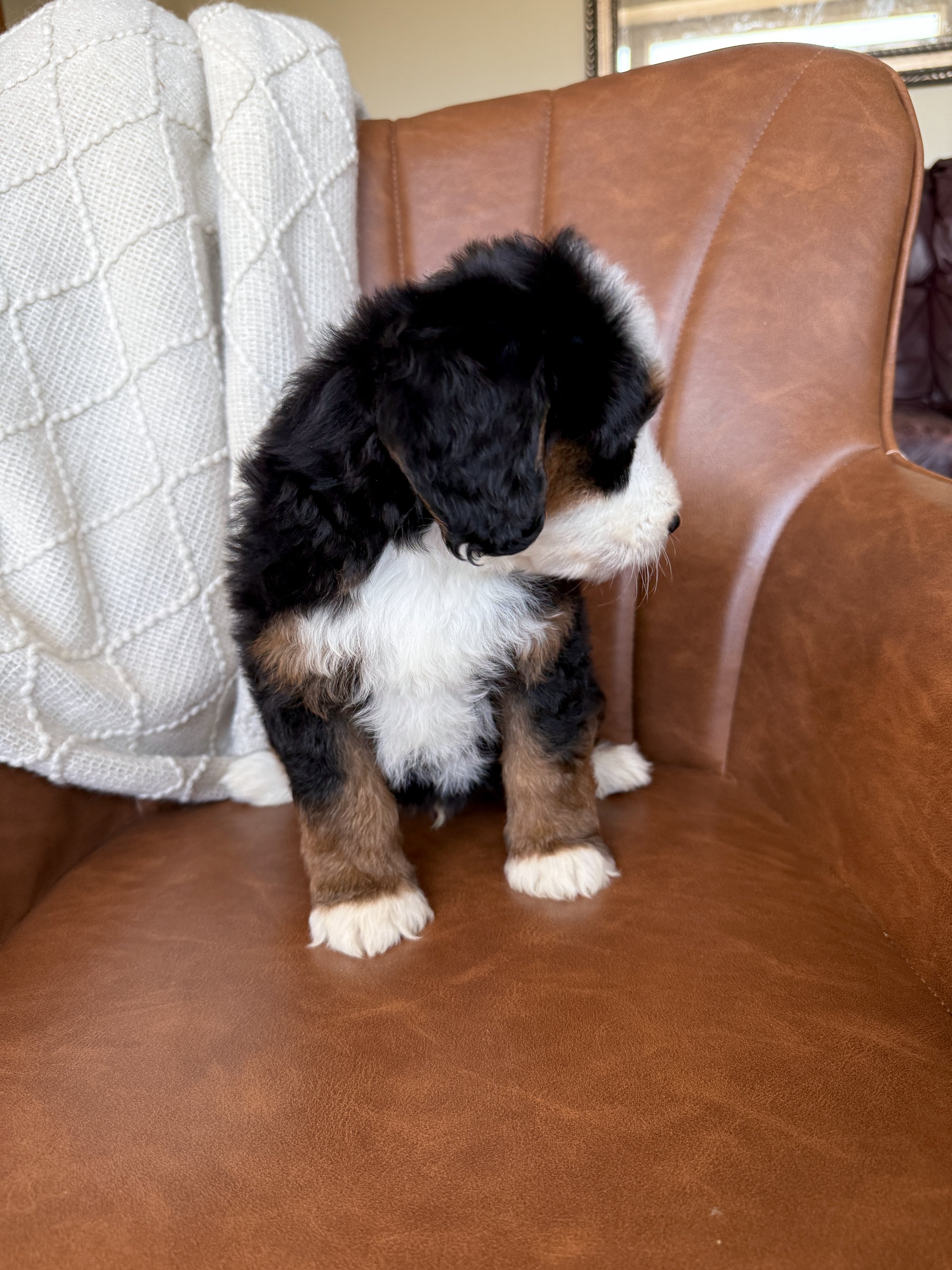 mini tri colored bernedoodle
