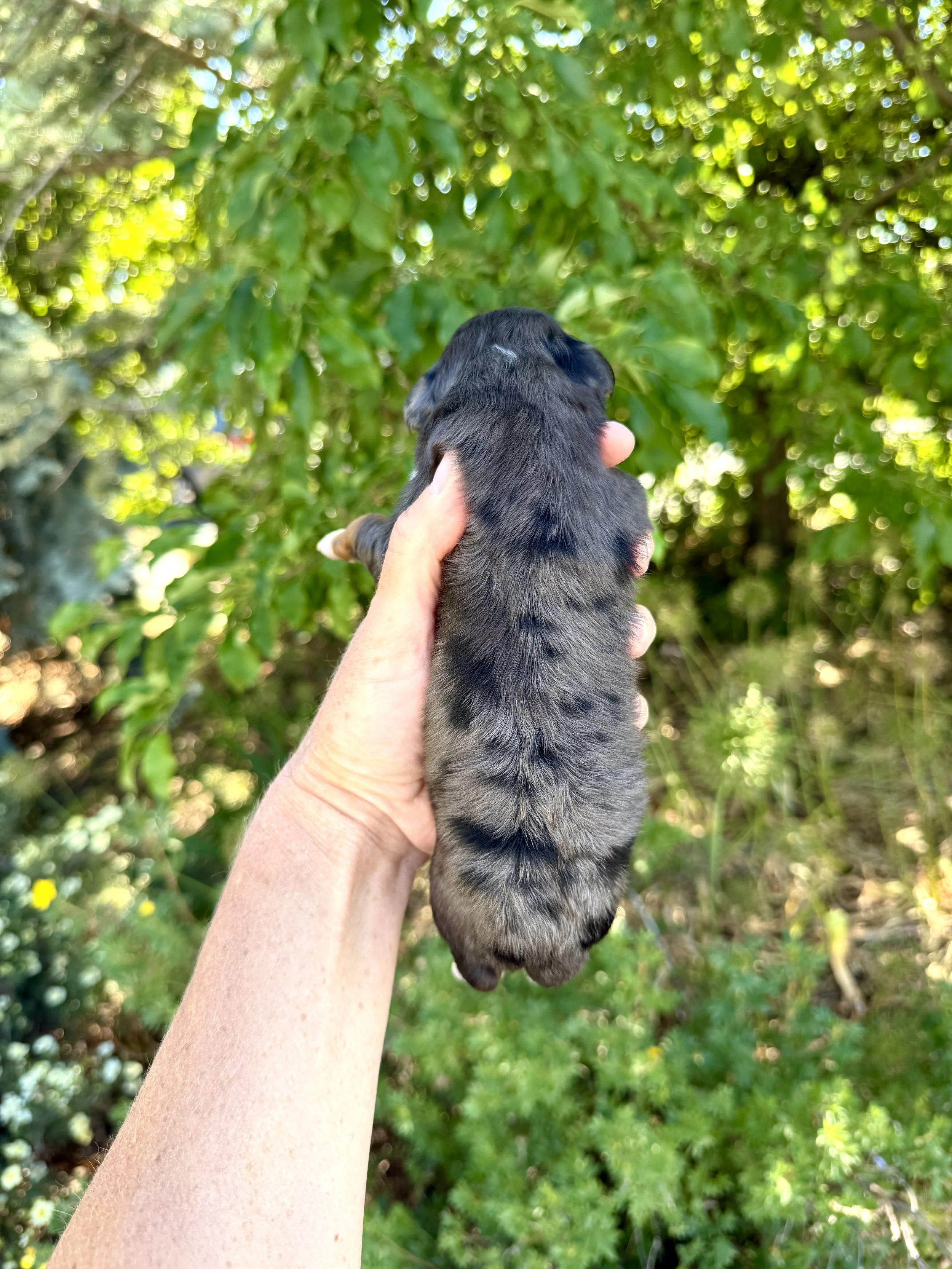 mini merle tri colored bernedoodle