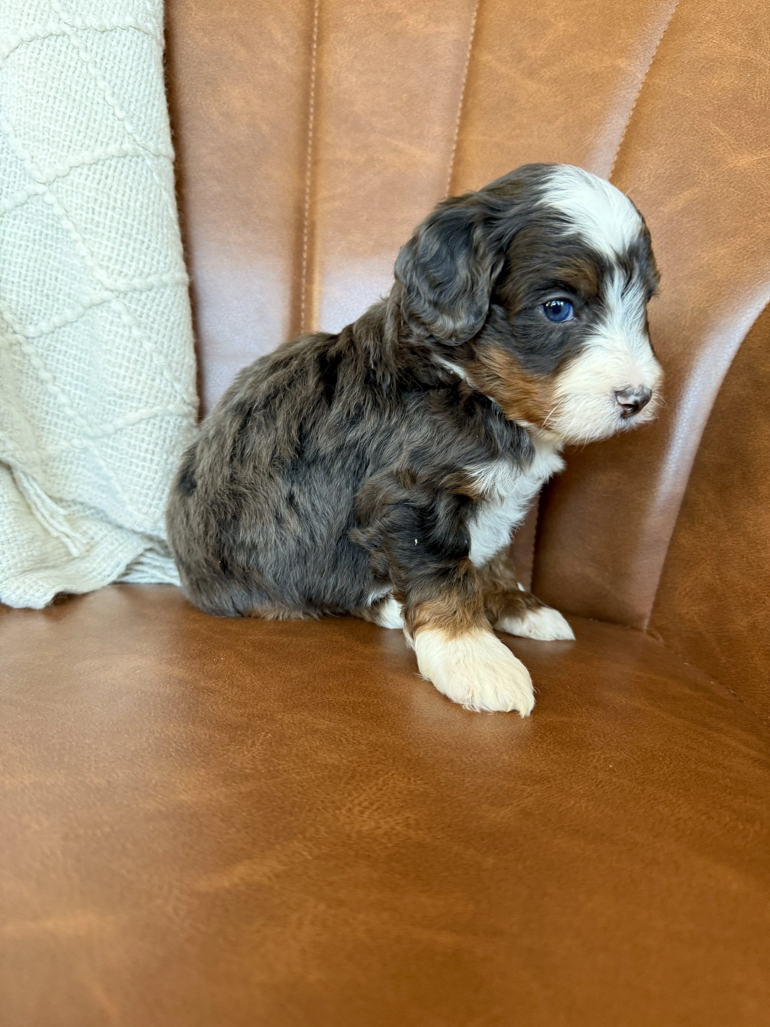 mini merle tri colored bernedoodle