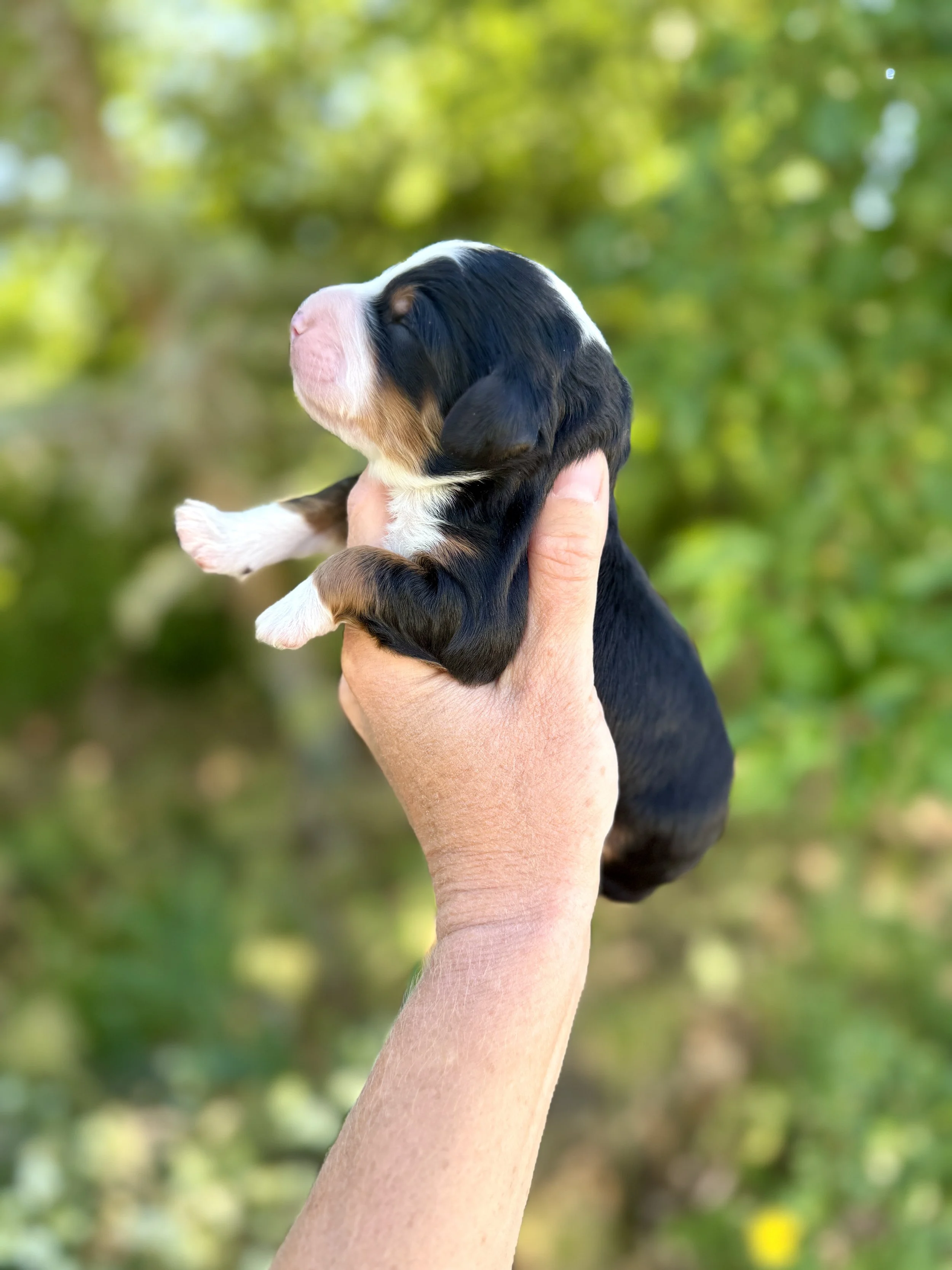 mini tri colored bernedoodle