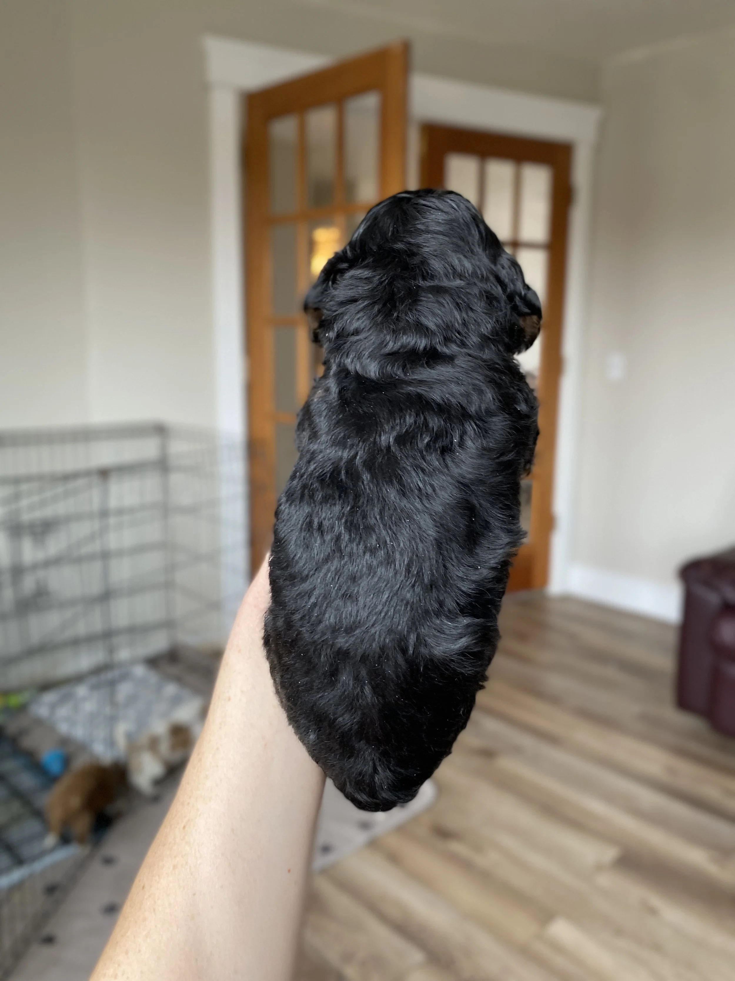 black tri colored mini bernedoodle