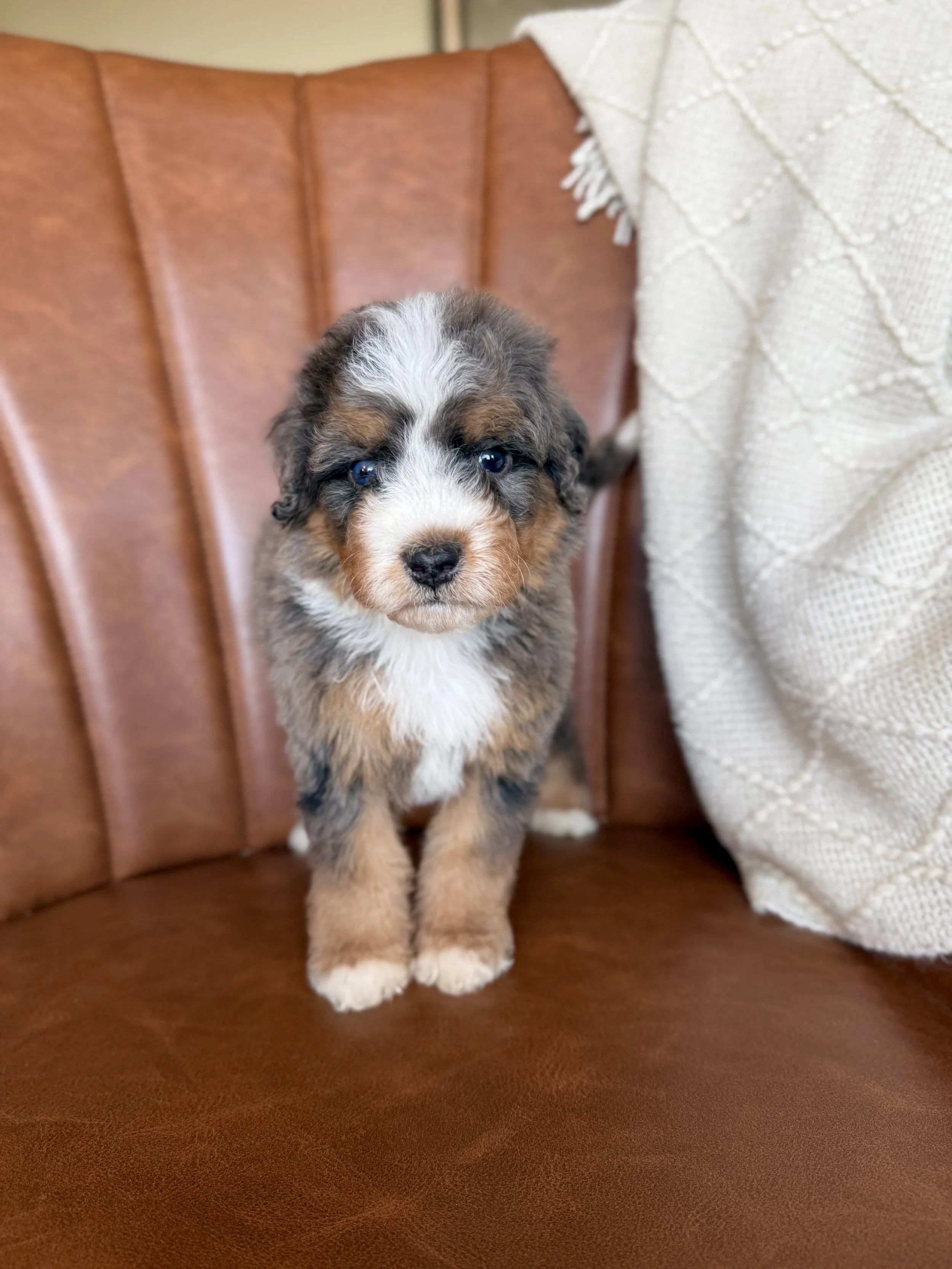 mini tri colored merle bernedoodle