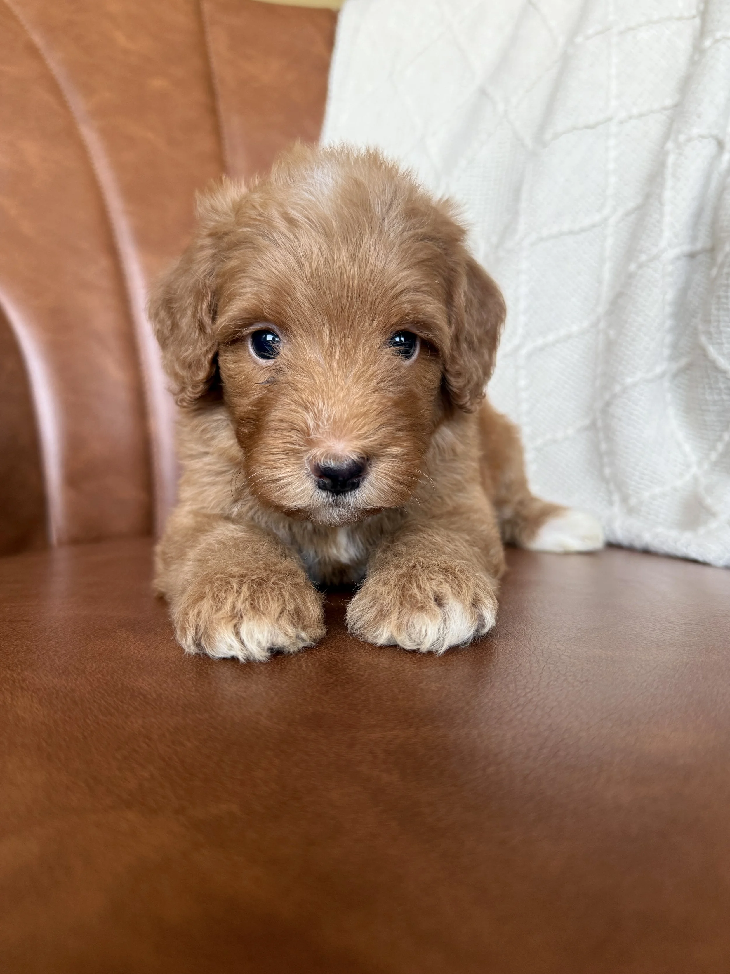 red mini bernedoodle