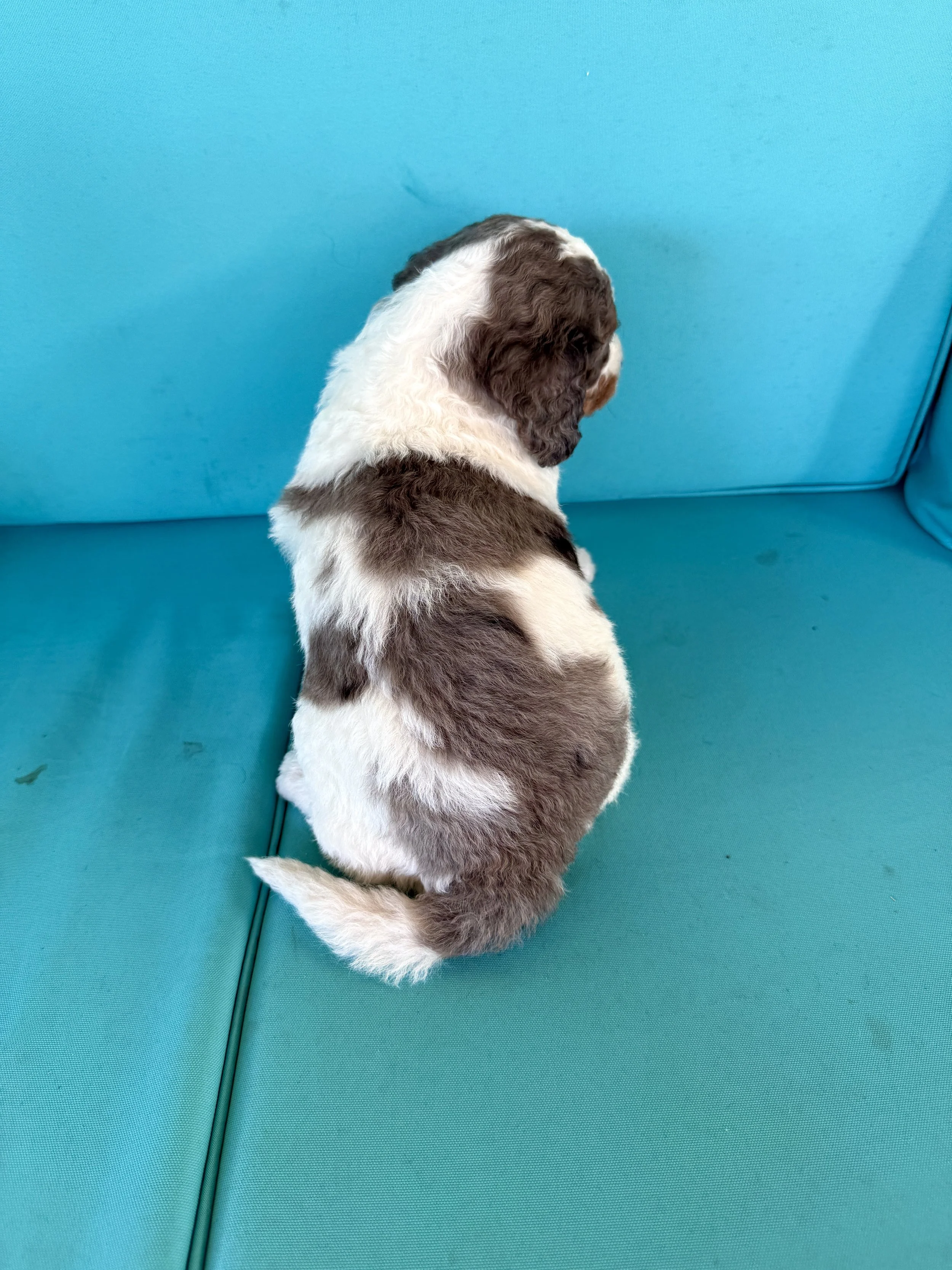 mini tri colored merle parti bernedoodle
