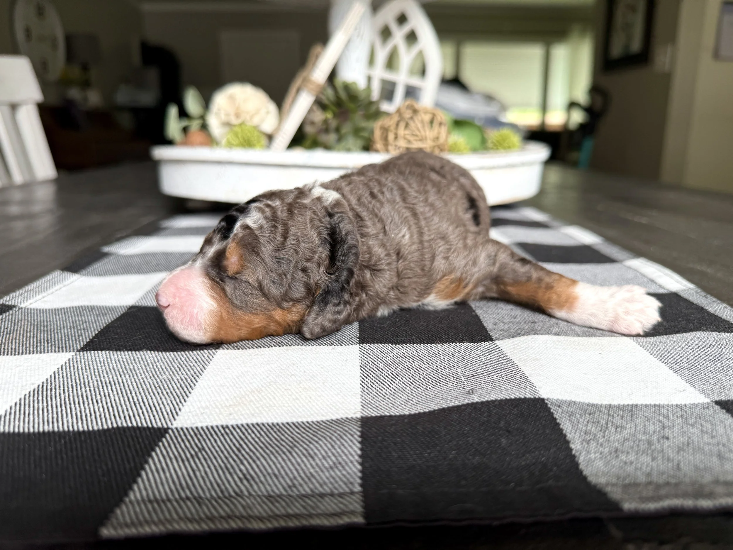 mini merle tri colored bernedoodle
