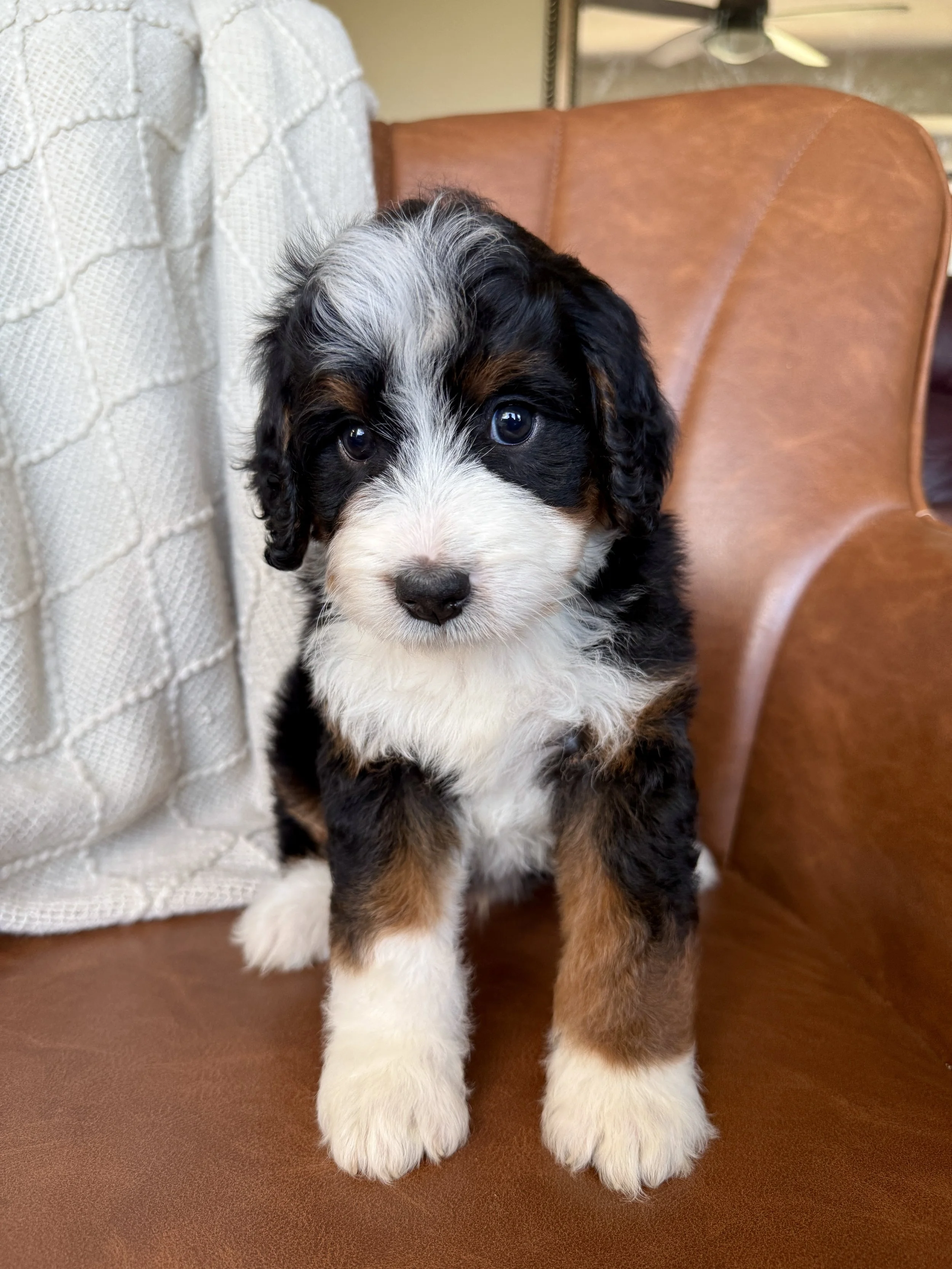 mini tri colored bernedoodle